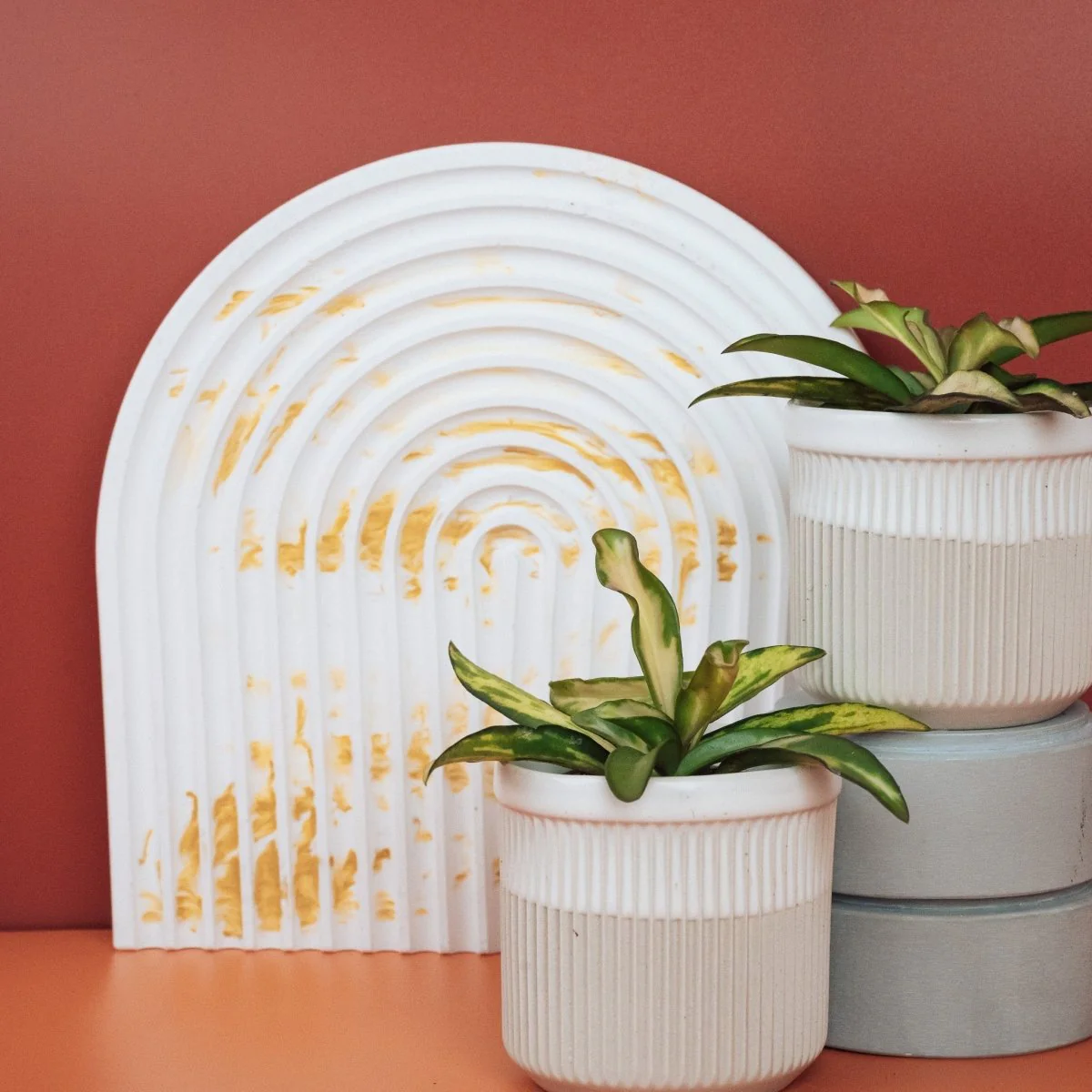 HOYA WAYETII TRICOLOR - Image 7