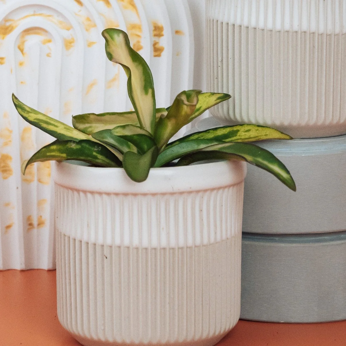 HOYA WAYETII TRICOLOR - Image 8