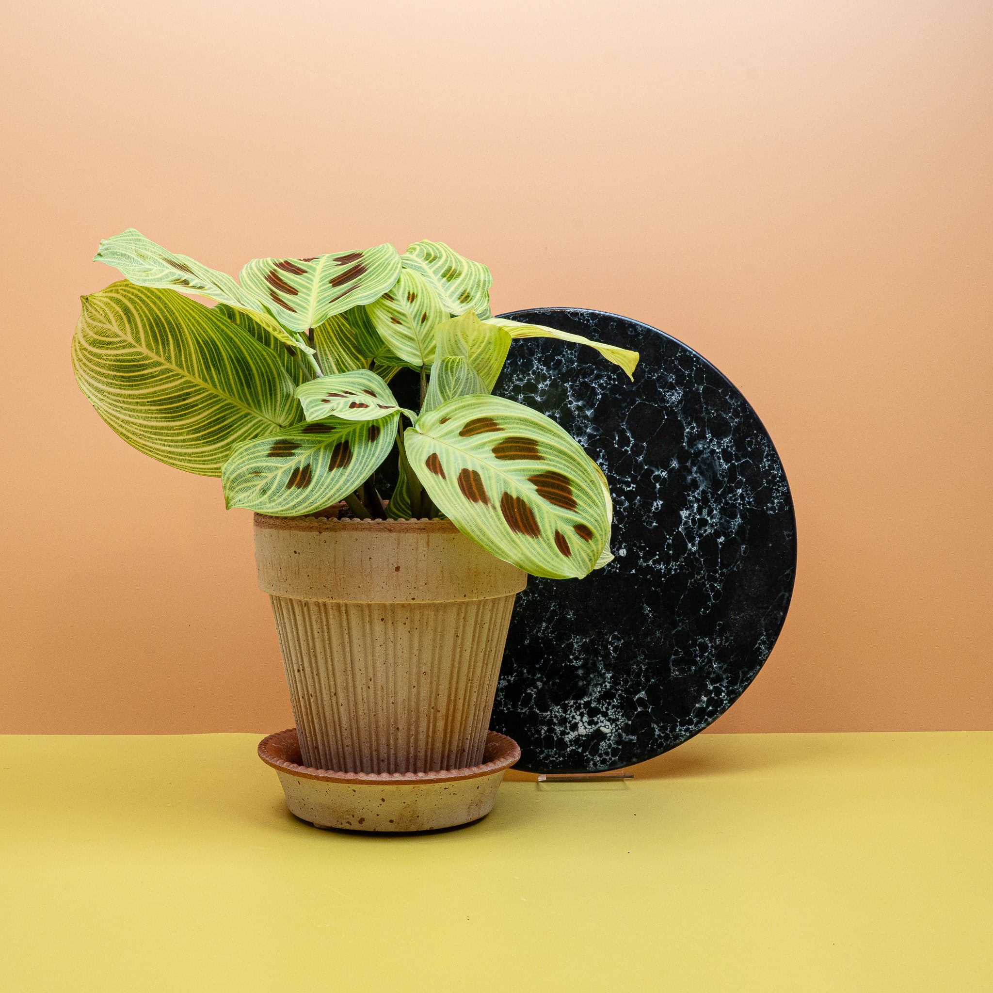 HÄNGENDE ZIMMERPFLANZEN