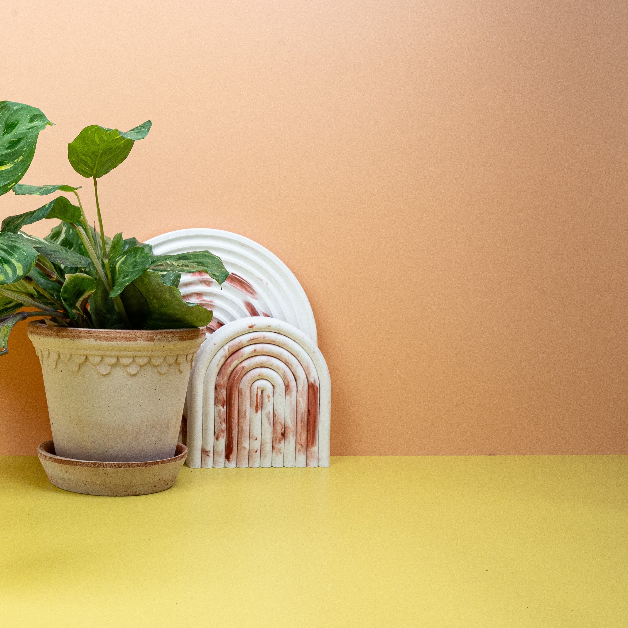 MARANTA KERCHOVEANA VARIEGATA - Image 3