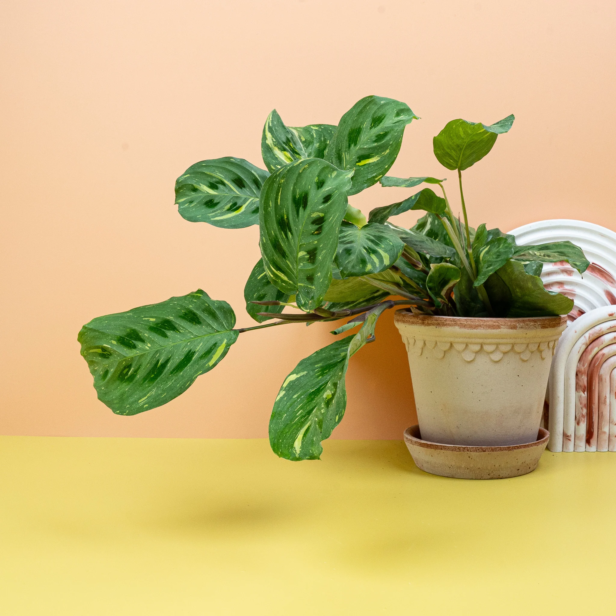 MARANTA KERCHOVEANA VARIEGATA - Image 4