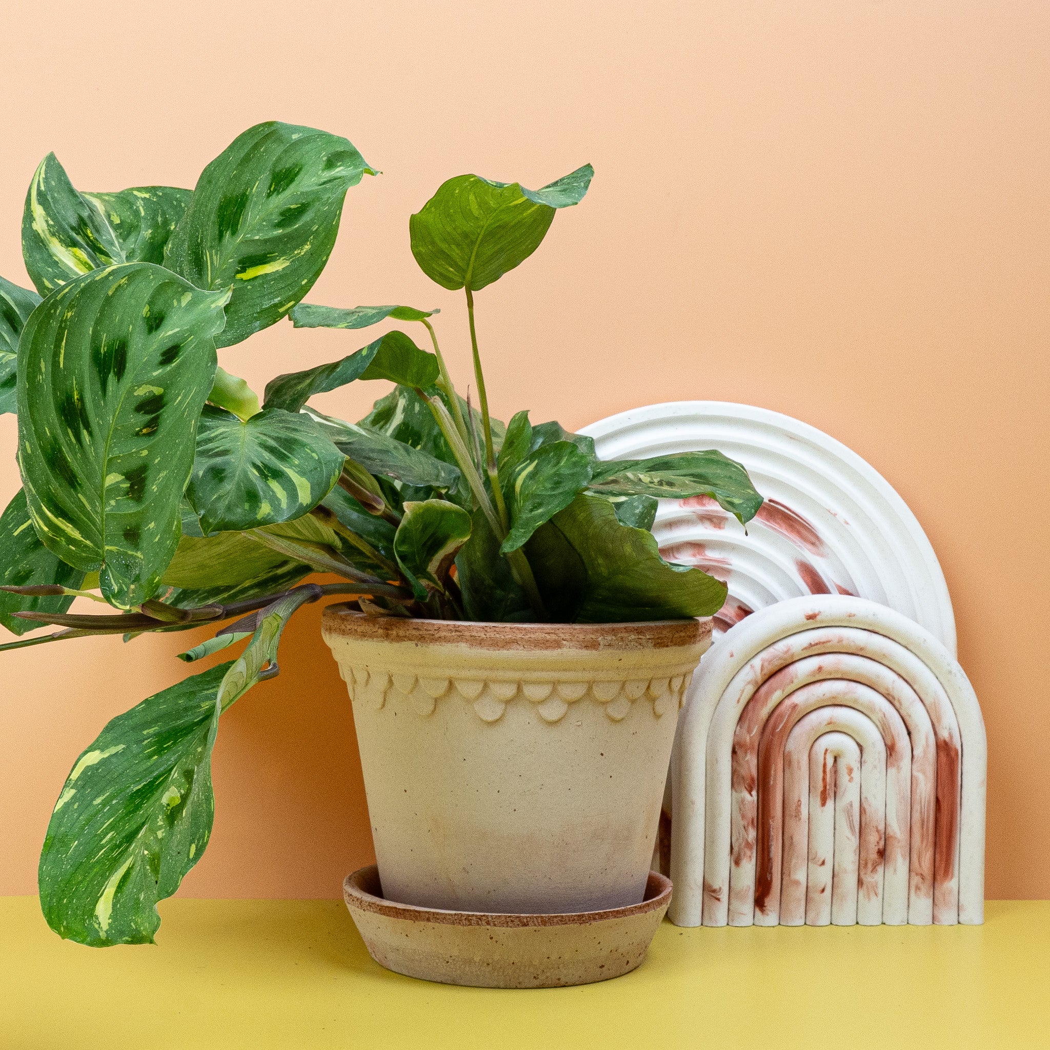 MARANTA KERCHOVEANA VARIEGATA - Image 5