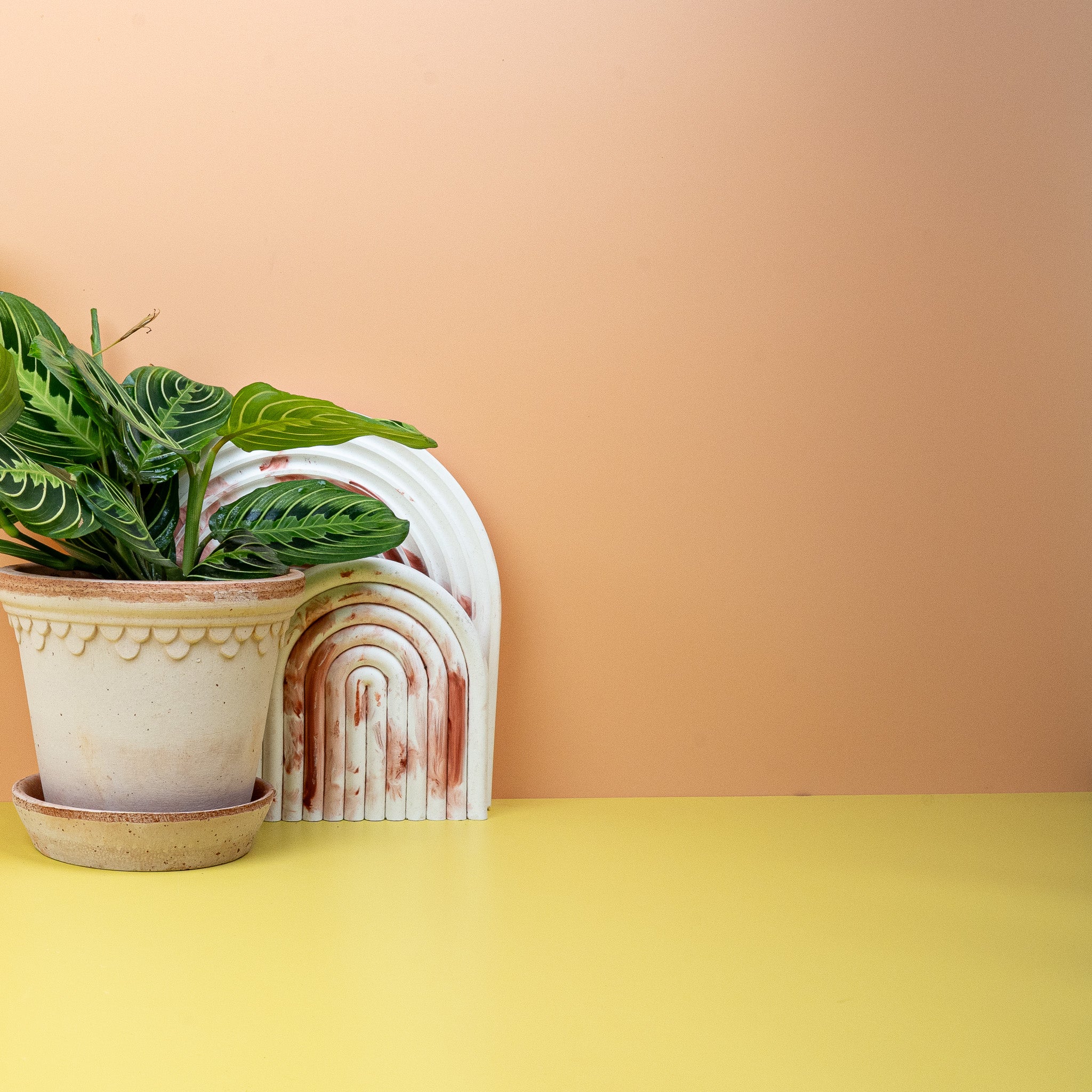 MARANTA LEUCONEURA LEMON LIME - Image 3