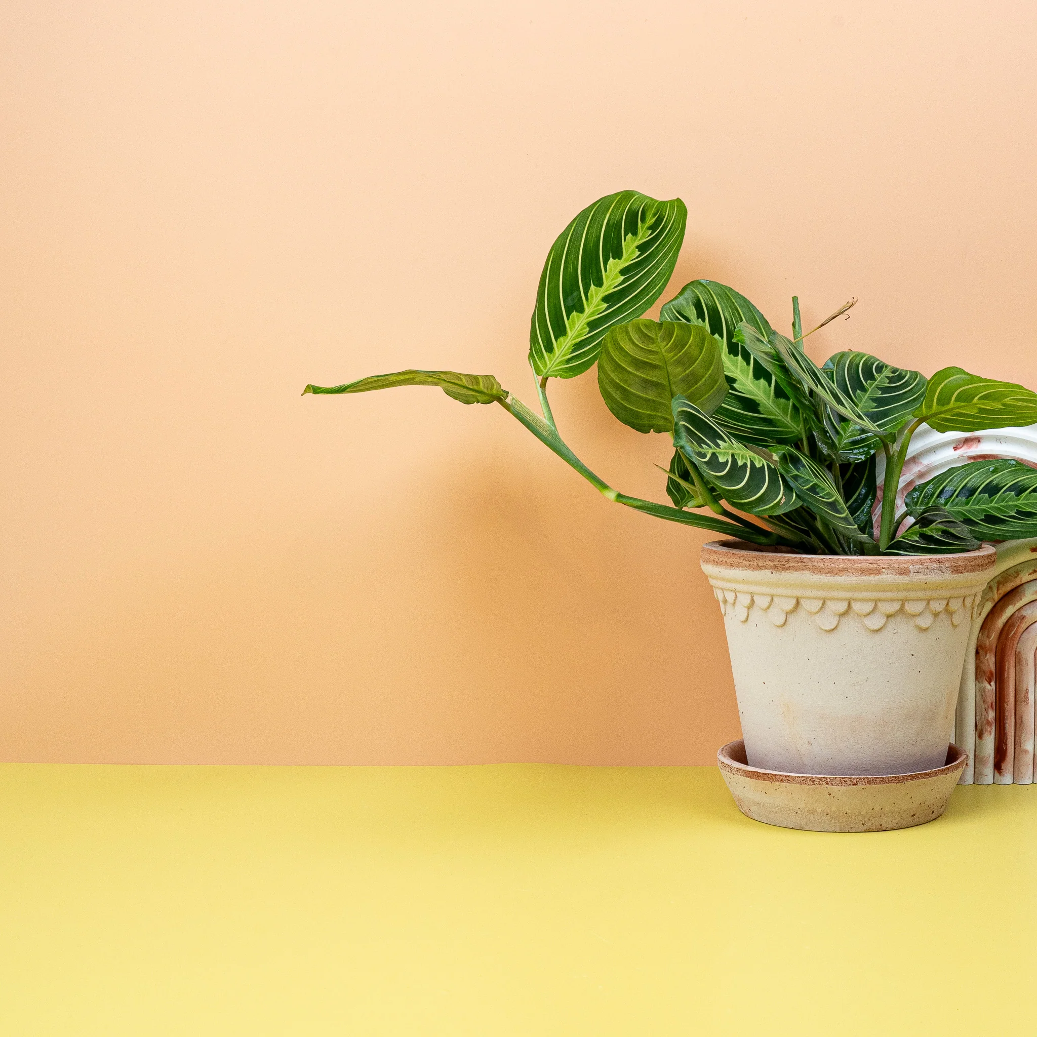 MARANTA LEUCONEURA LEMON LIME - Image 4