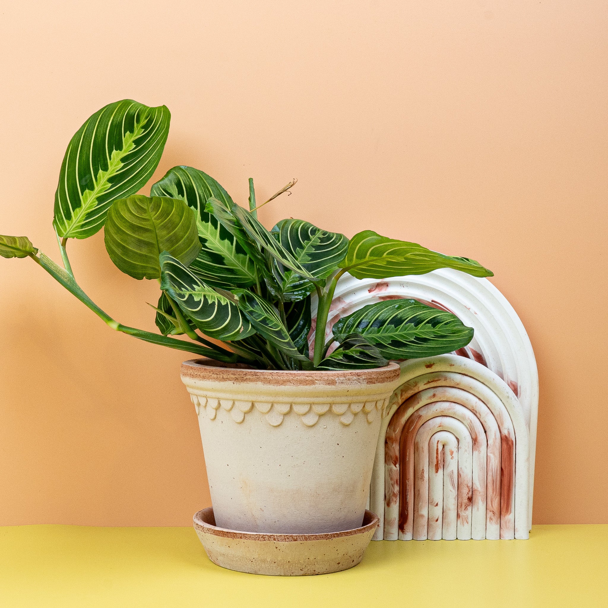 MARANTA LEUCONEURA LEMON LIME - Image 5