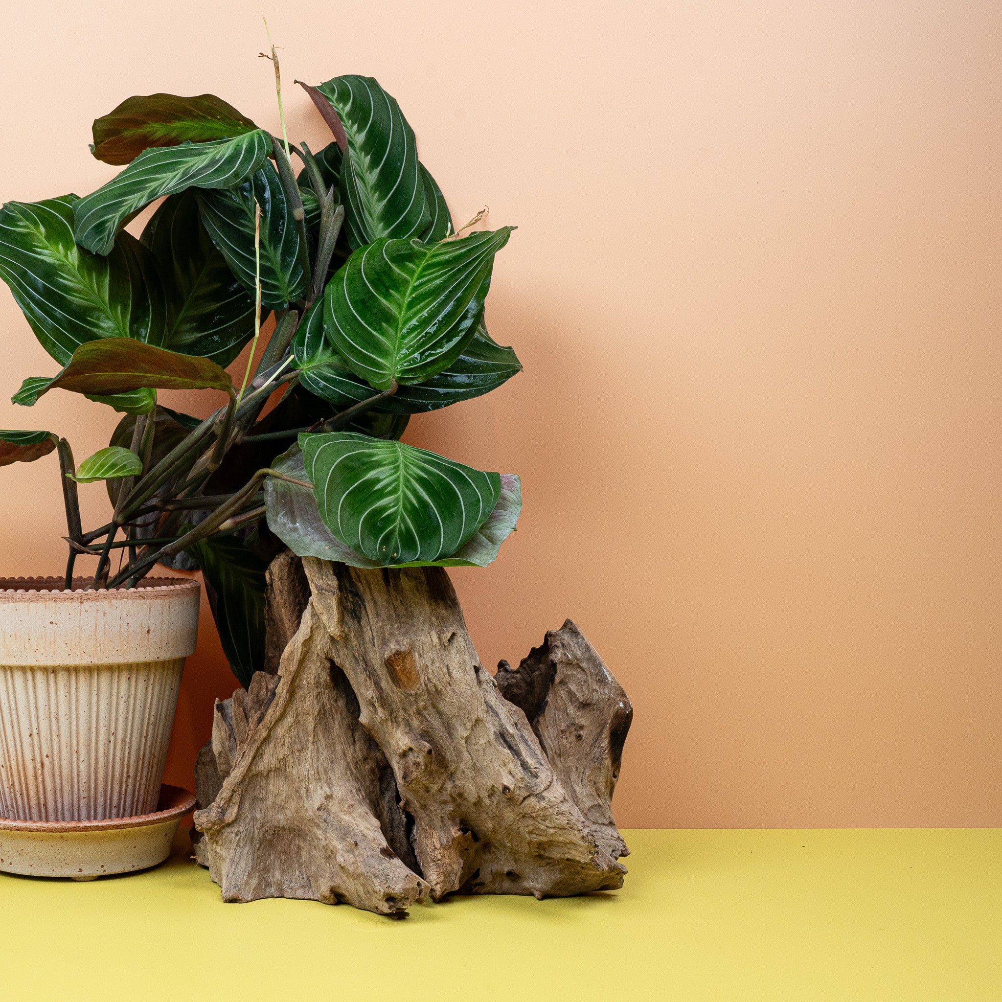 MARANTA SILVER BAND - Image 3