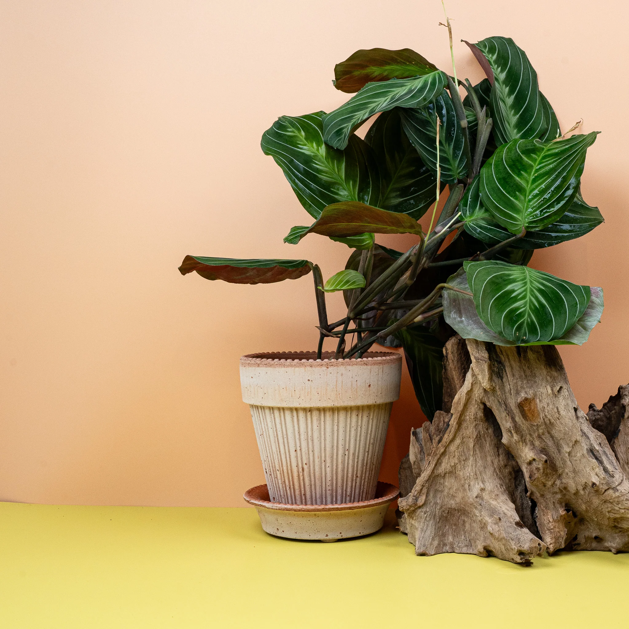 MARANTA SILVER BAND - Image 4