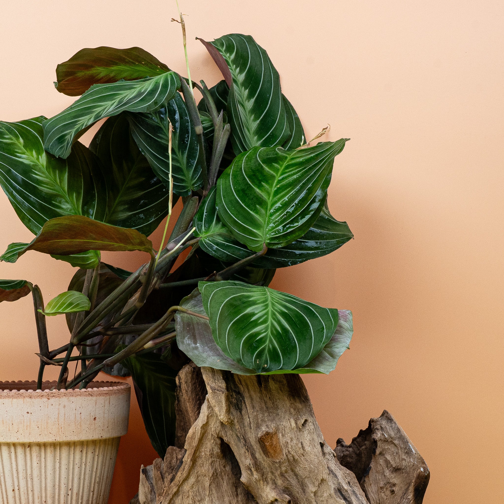 MARANTA SILVER BAND - Image 5