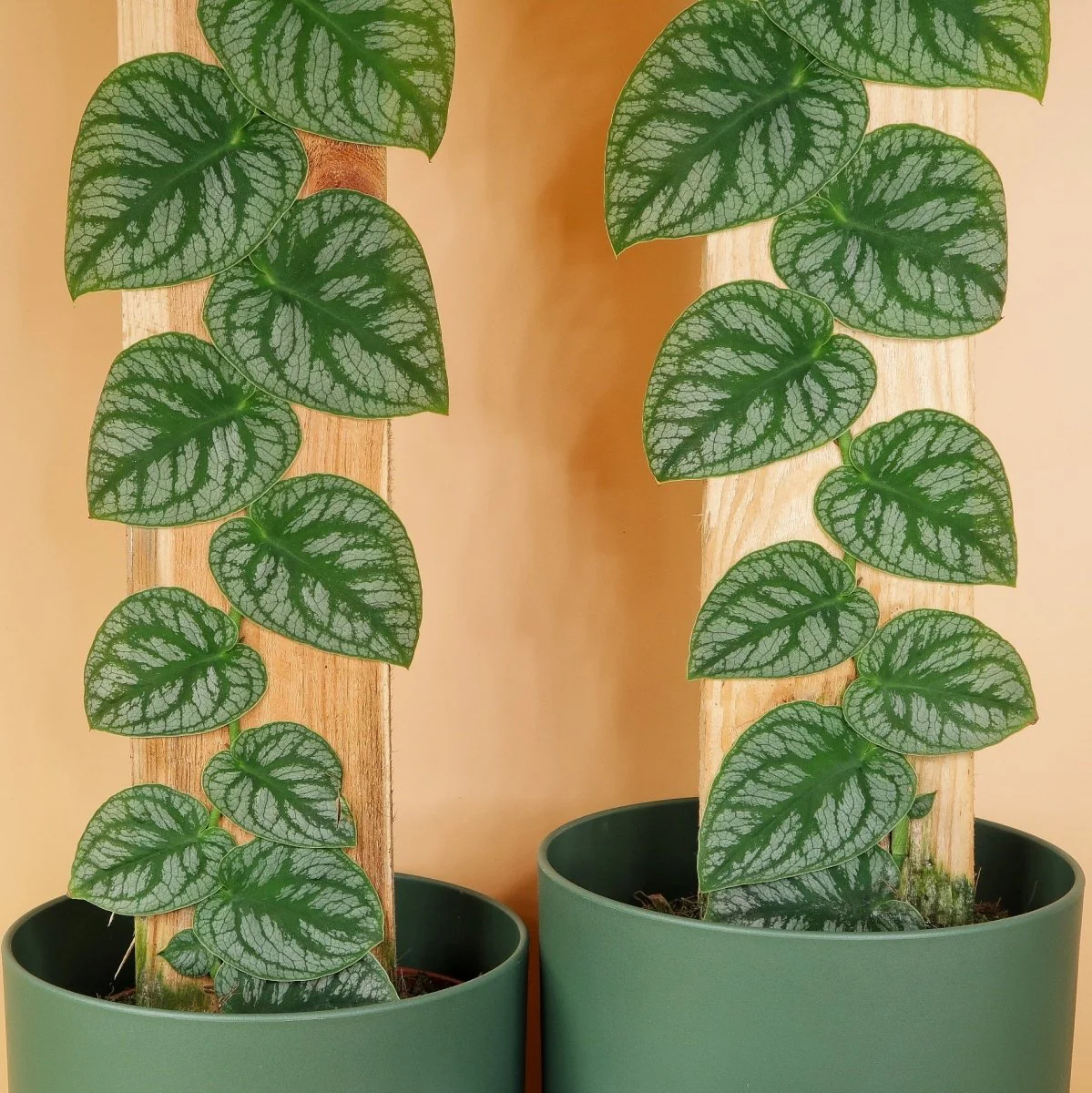 MONSTERA DUBIA - Image 4