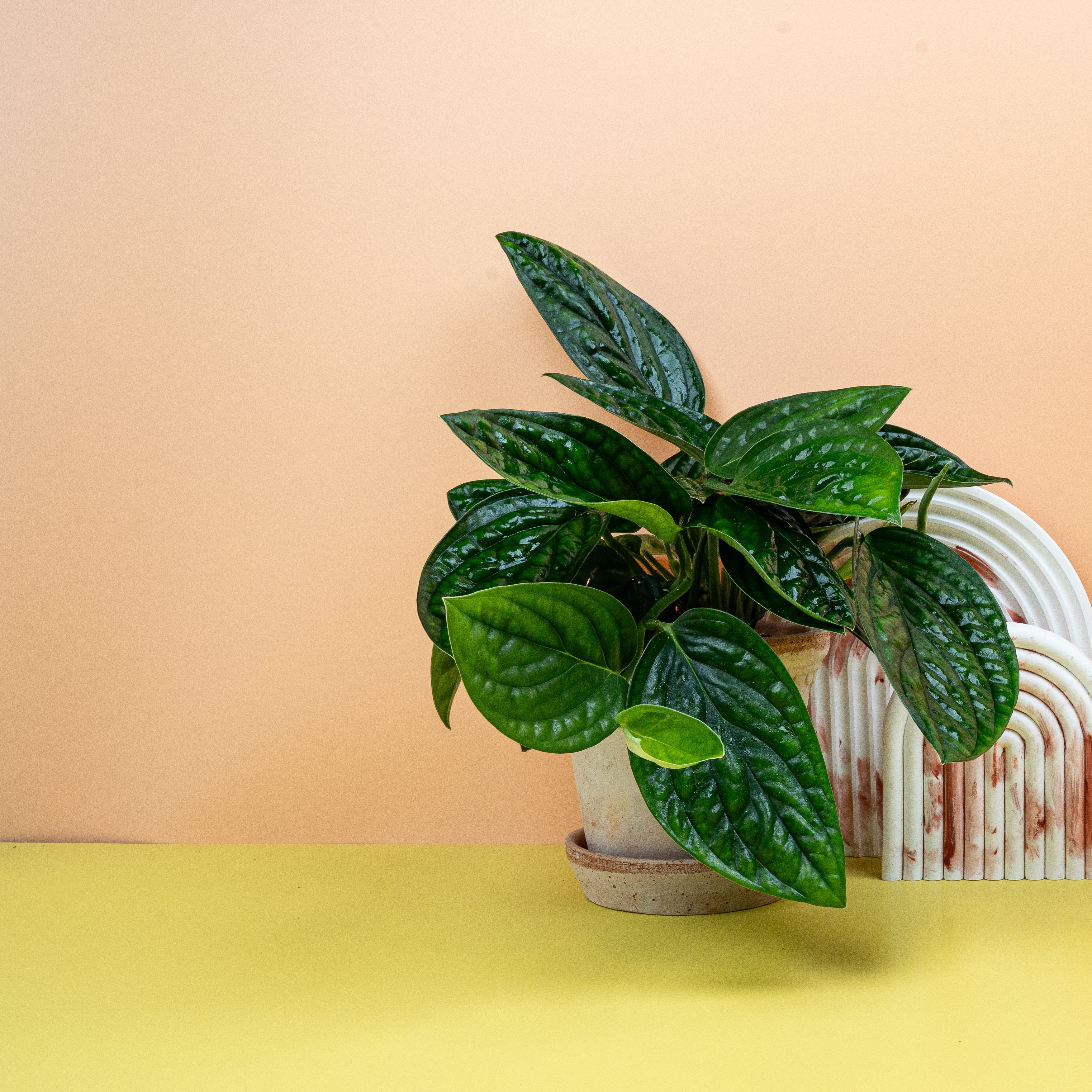 MONSTERA KARSTENANIUM - Image 3