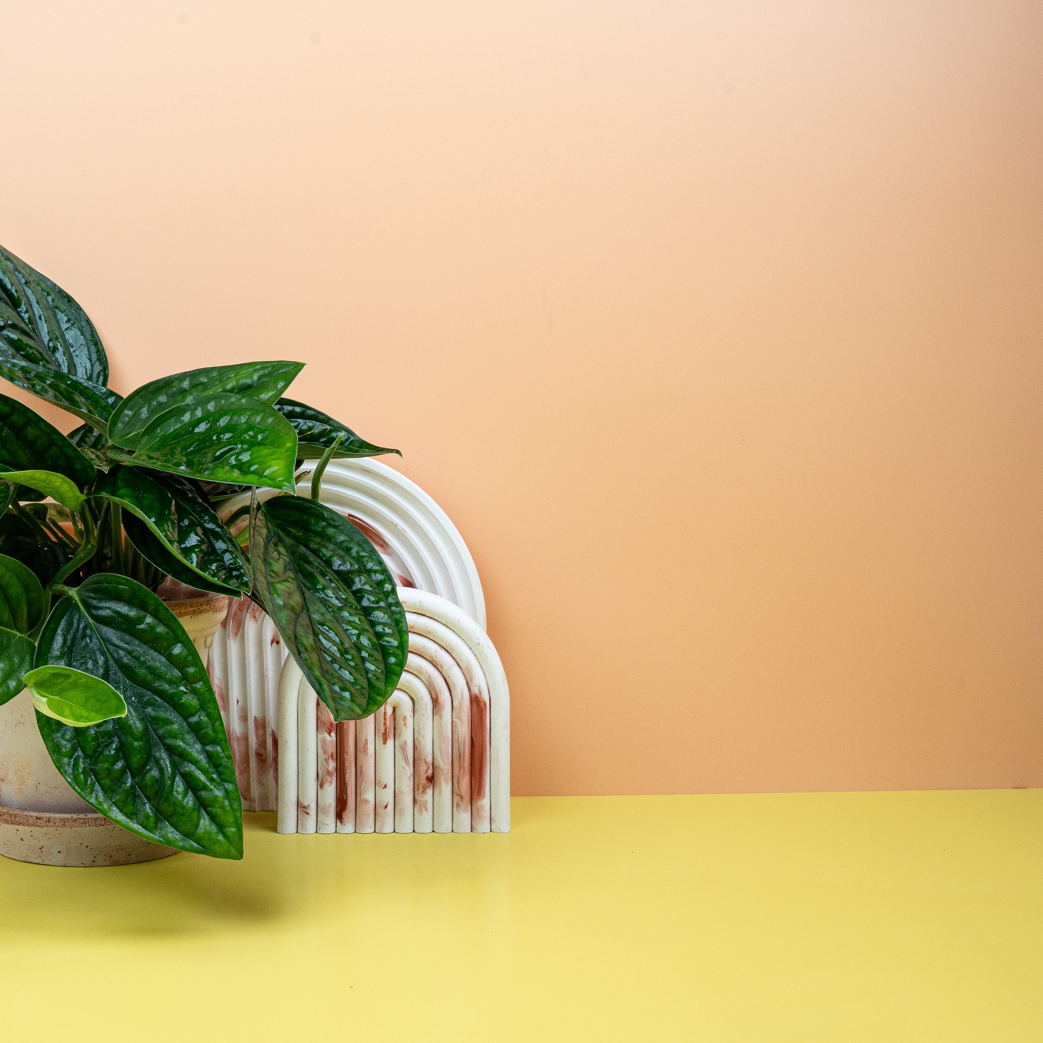 MONSTERA KARSTENANIUM - Image 4