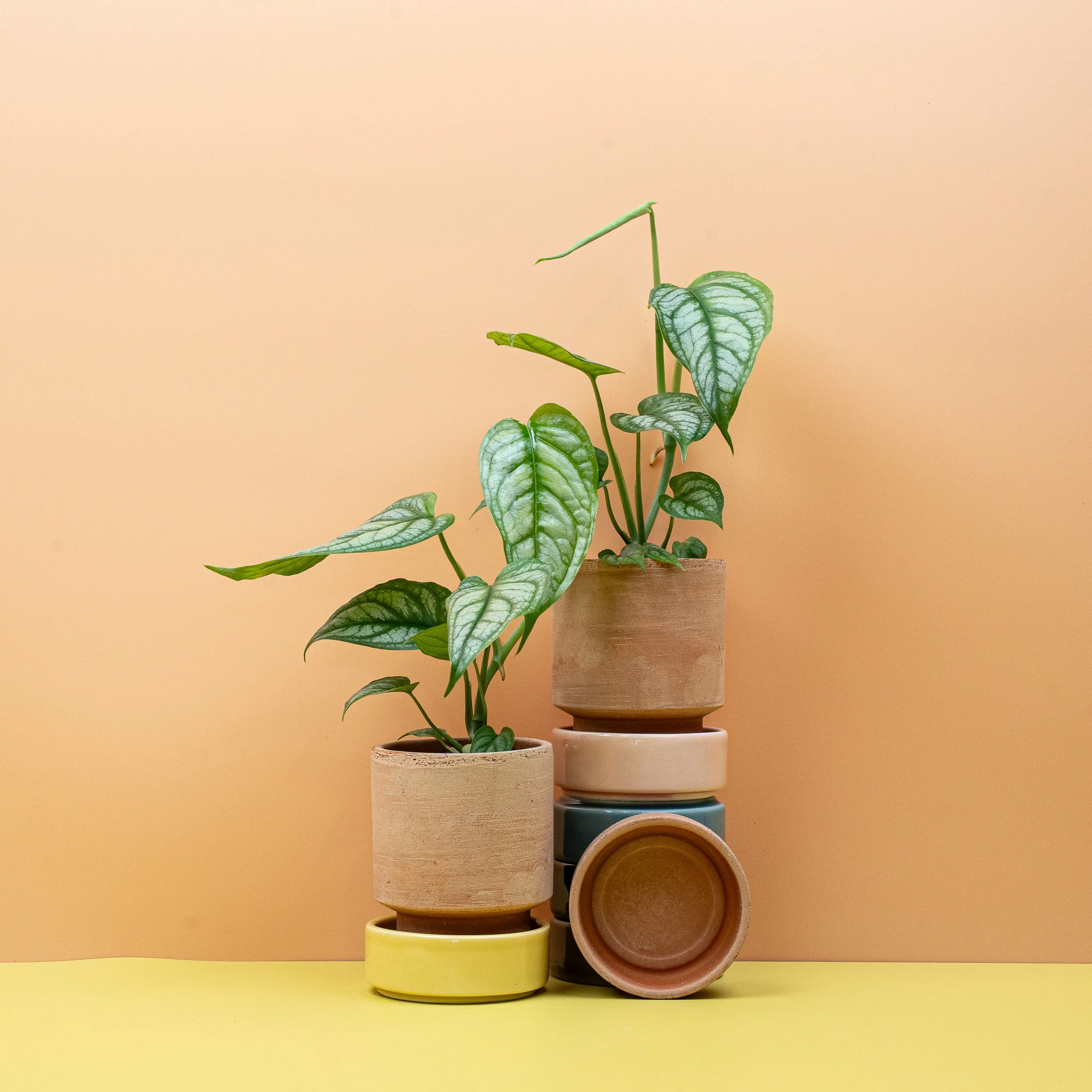 MONSTERA SILTEPECANA - Image 10