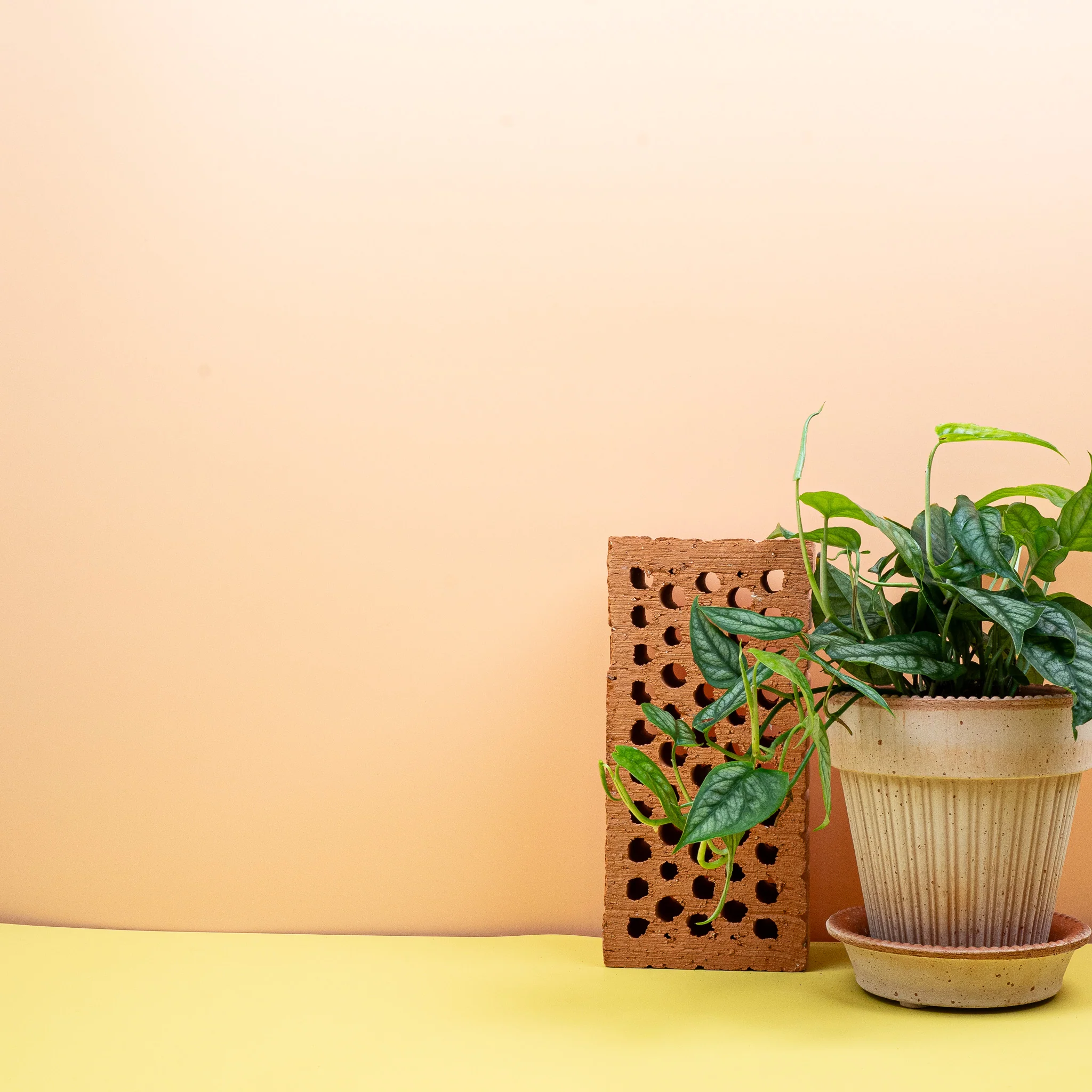 MONSTERA SILTEPECANA - Image 3