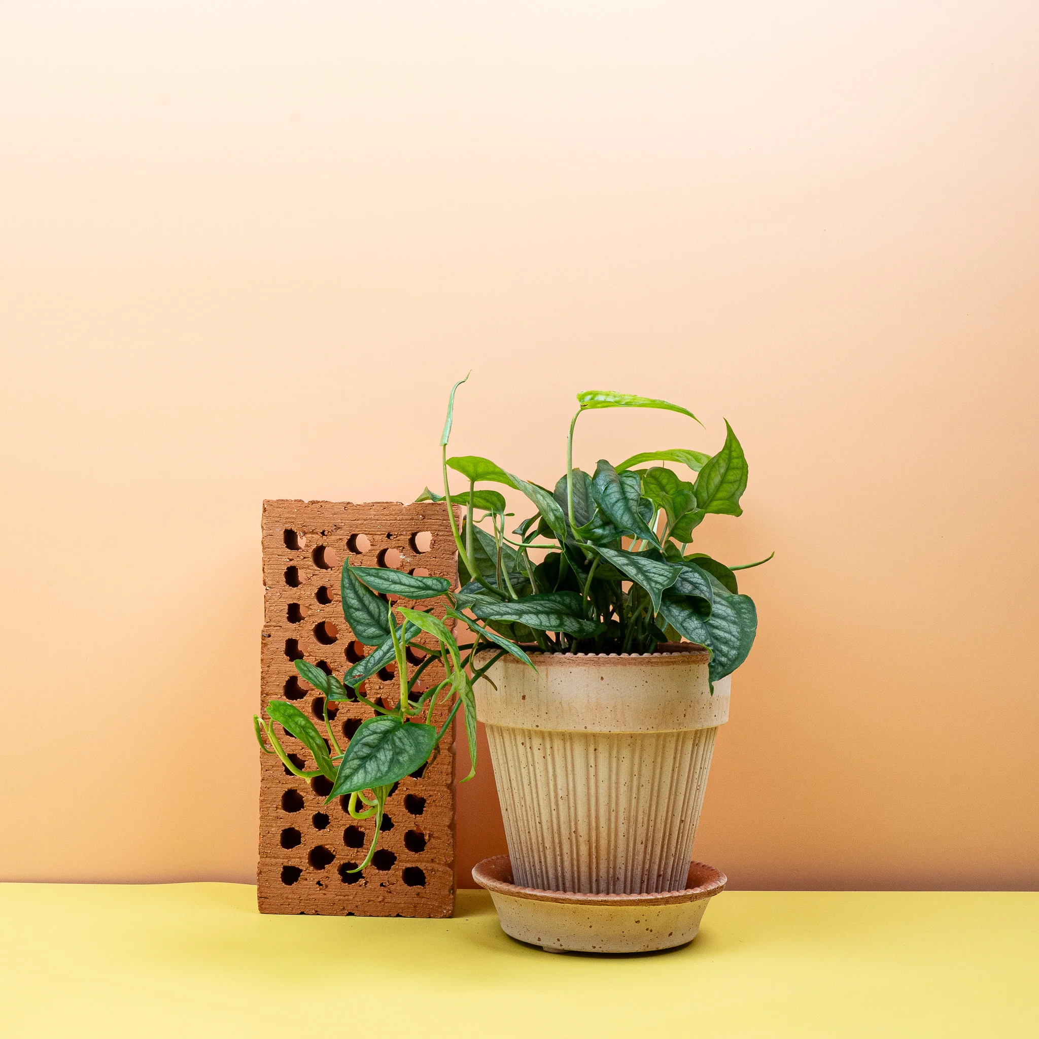 MONSTERA SILTEPECANA - Image 4