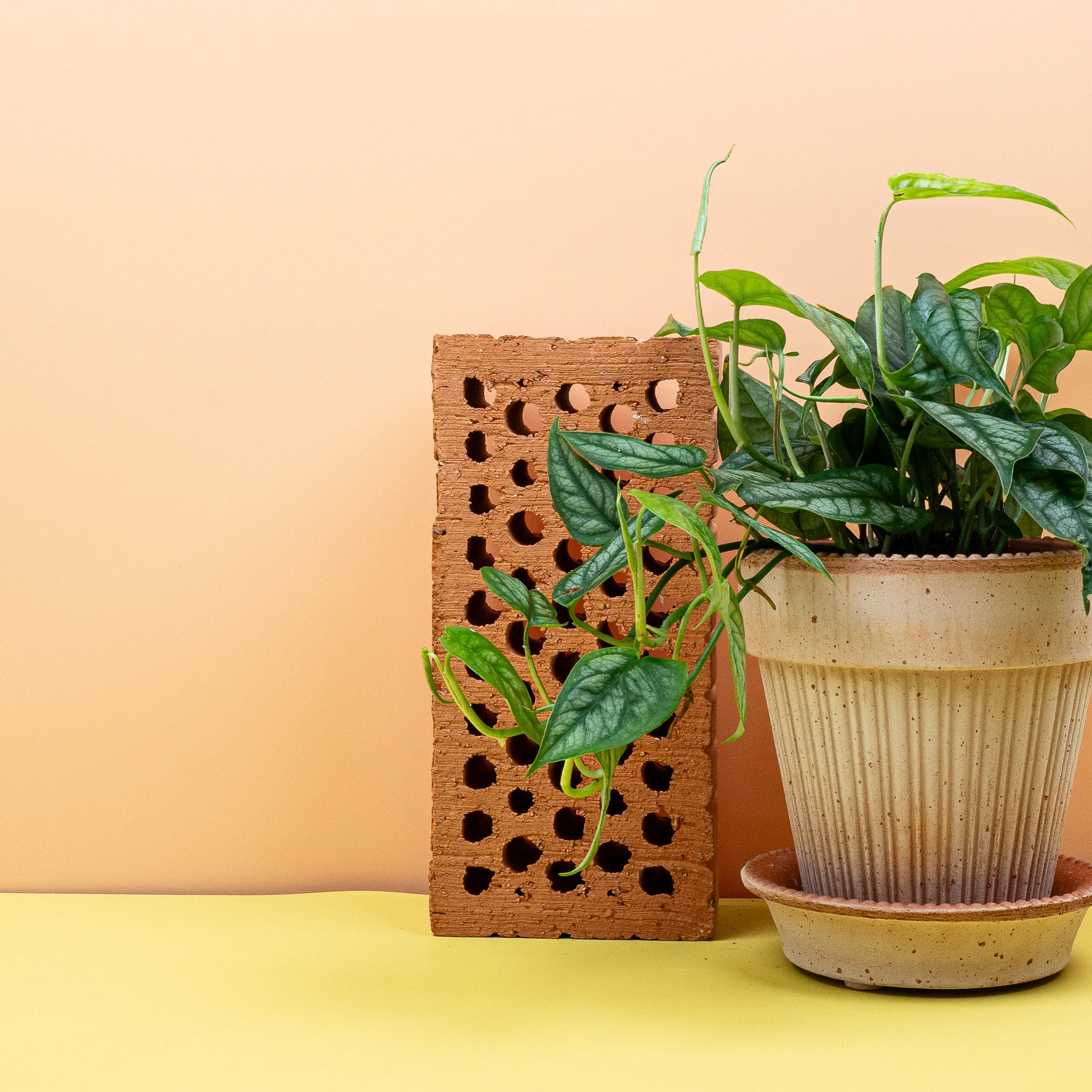 MONSTERA SILTEPECANA - Image 5