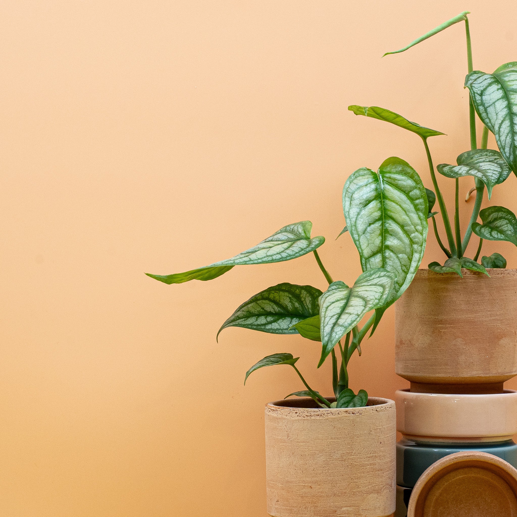 MONSTERA SILTEPECANA - Image 7