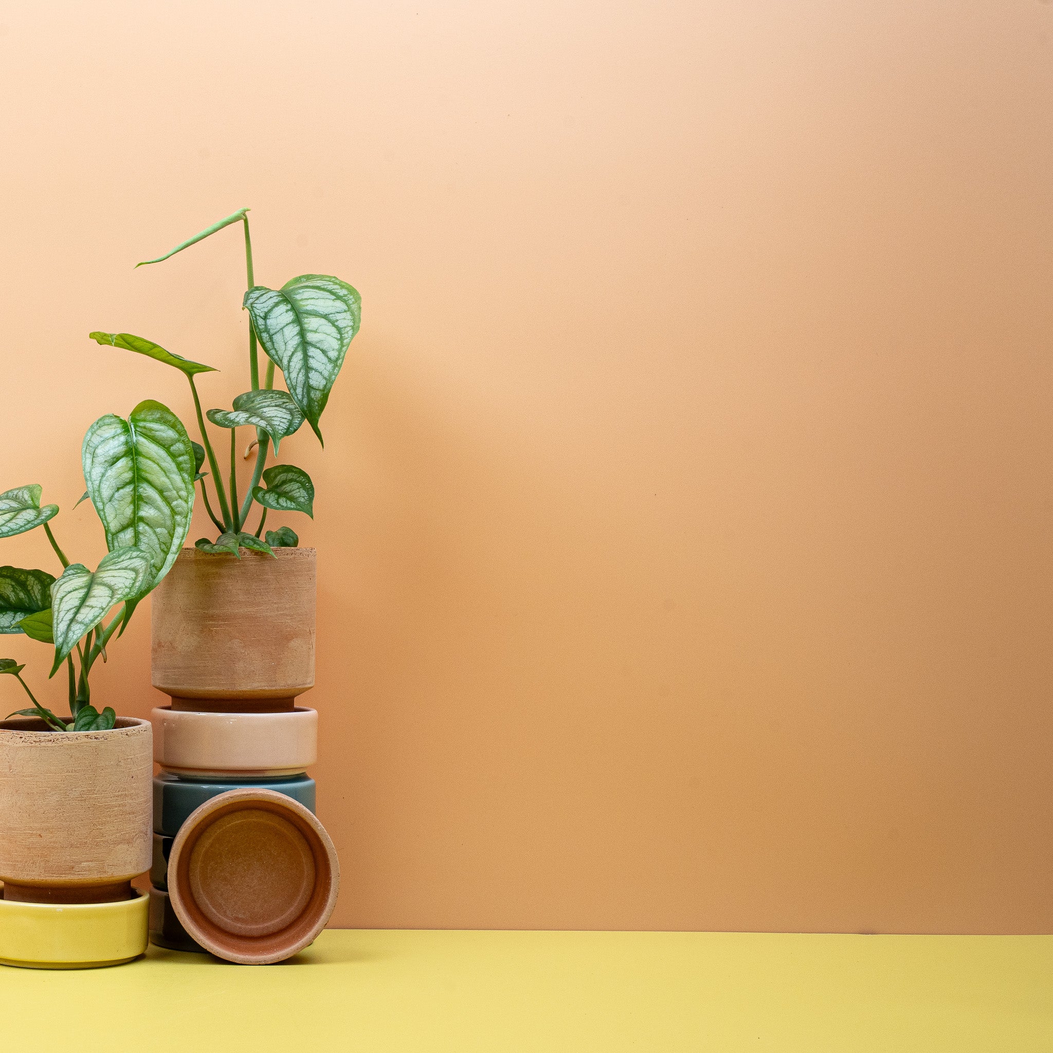 MONSTERA SILTEPECANA - Image 8