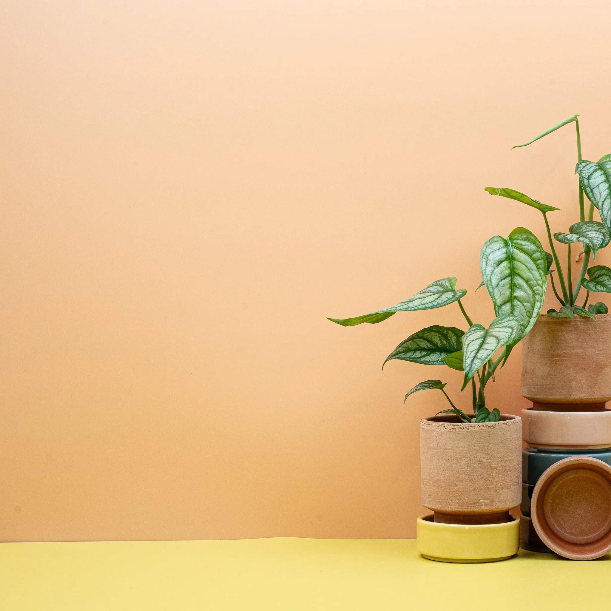 MONSTERA SILTEPECANA - Image 9