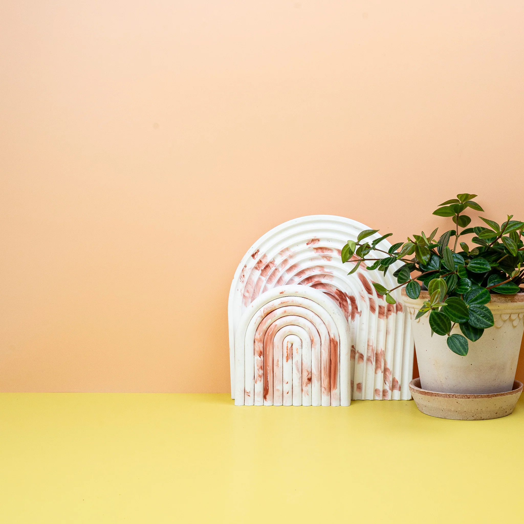 PEPEROMIA ROCCA SCURO - Image 3