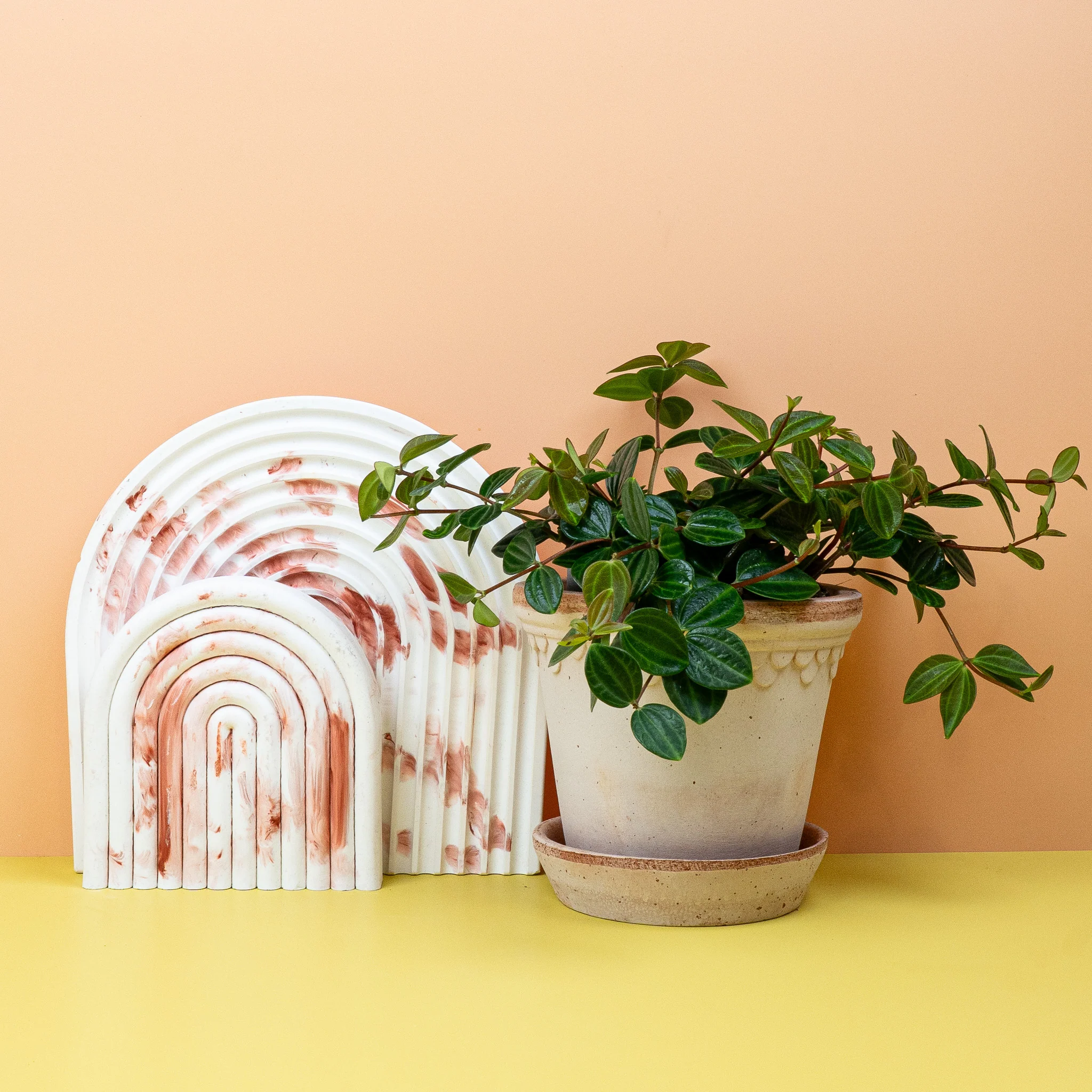 PEPEROMIA ROCCA SCURO - Image 4