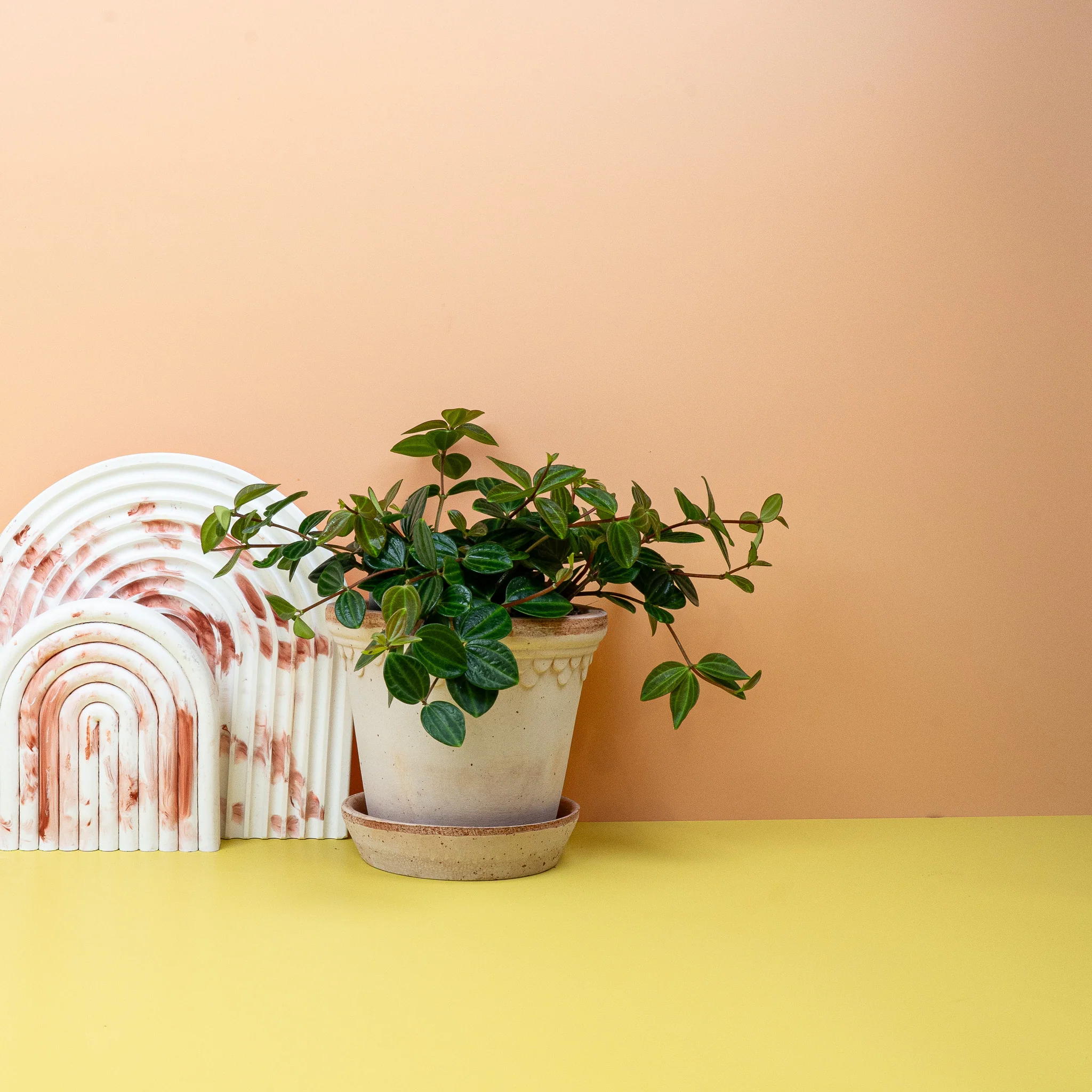 PEPEROMIA ROCCA SCURO - Image 5