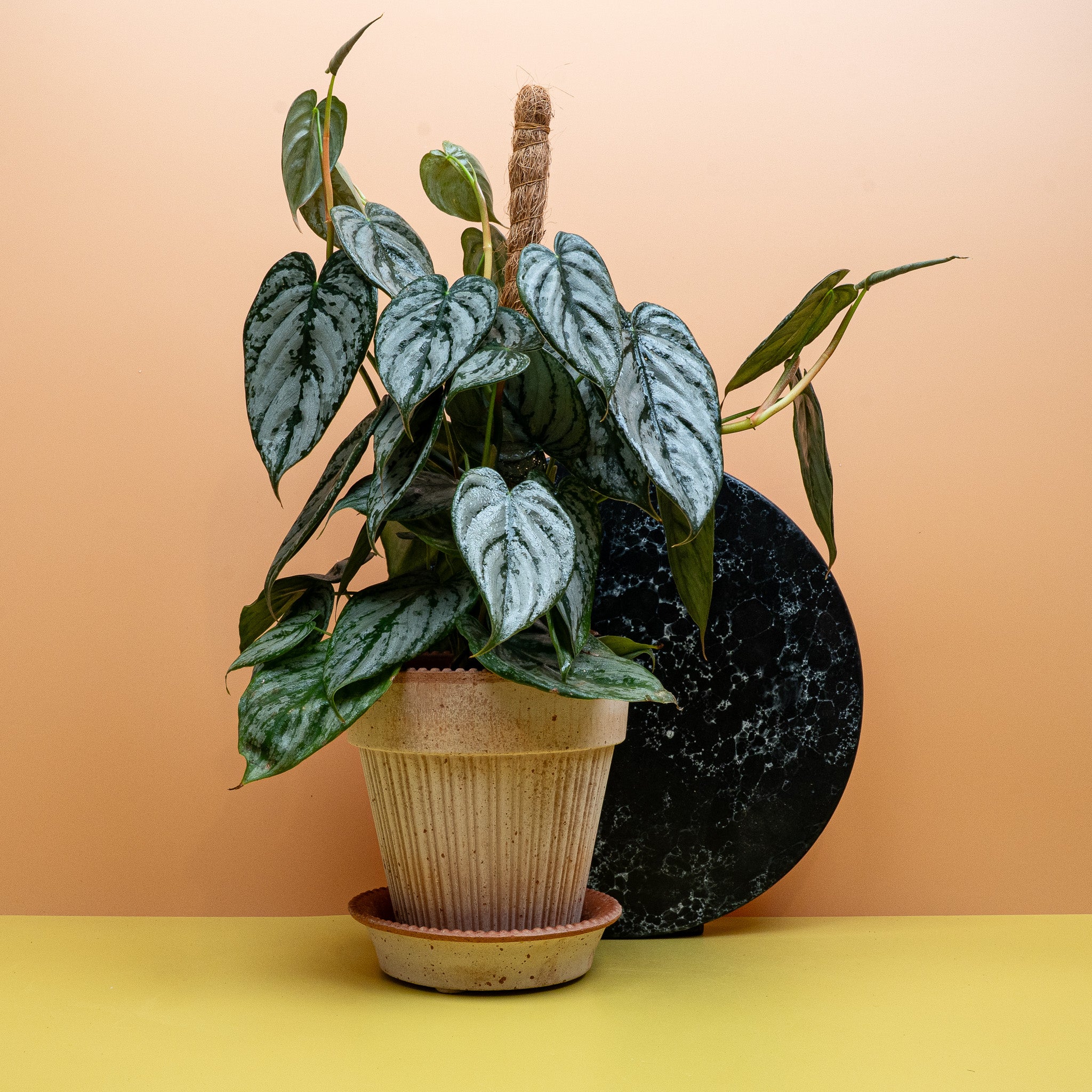 PHILODENDRON BRANDTIANUM - Image 5