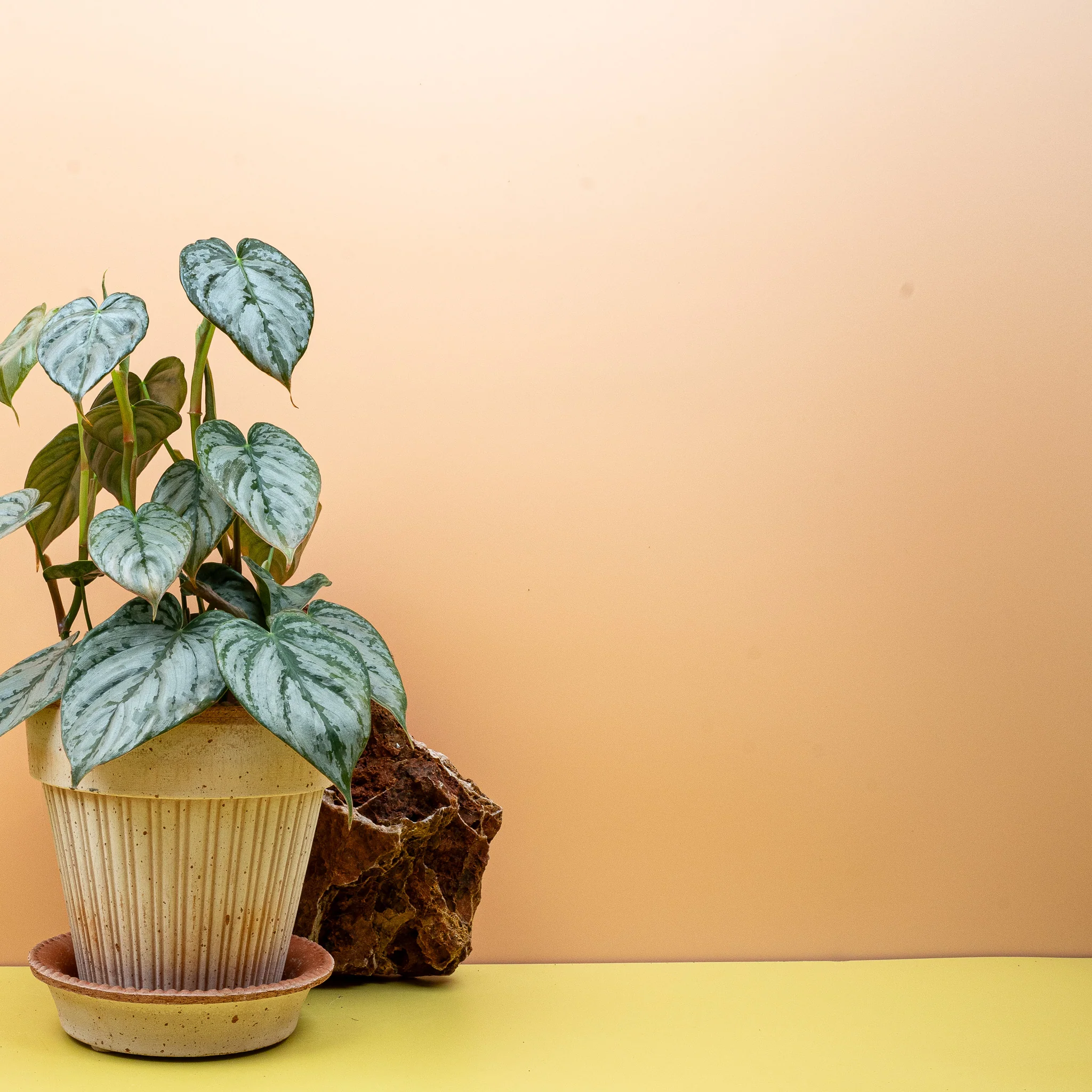 PHILODENDRON BRANDTIANUM - Image 7