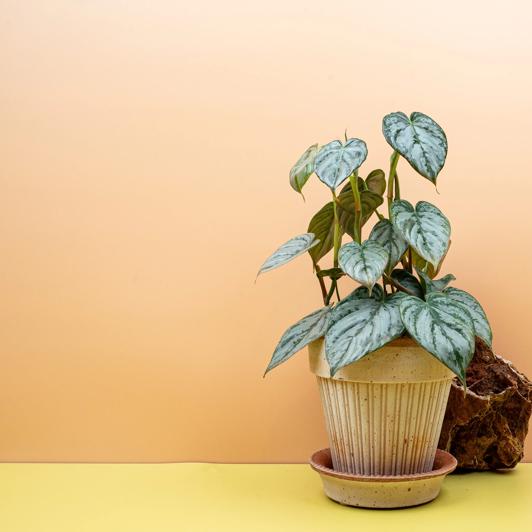 PHILODENDRON BRANDTIANUM - Image 8