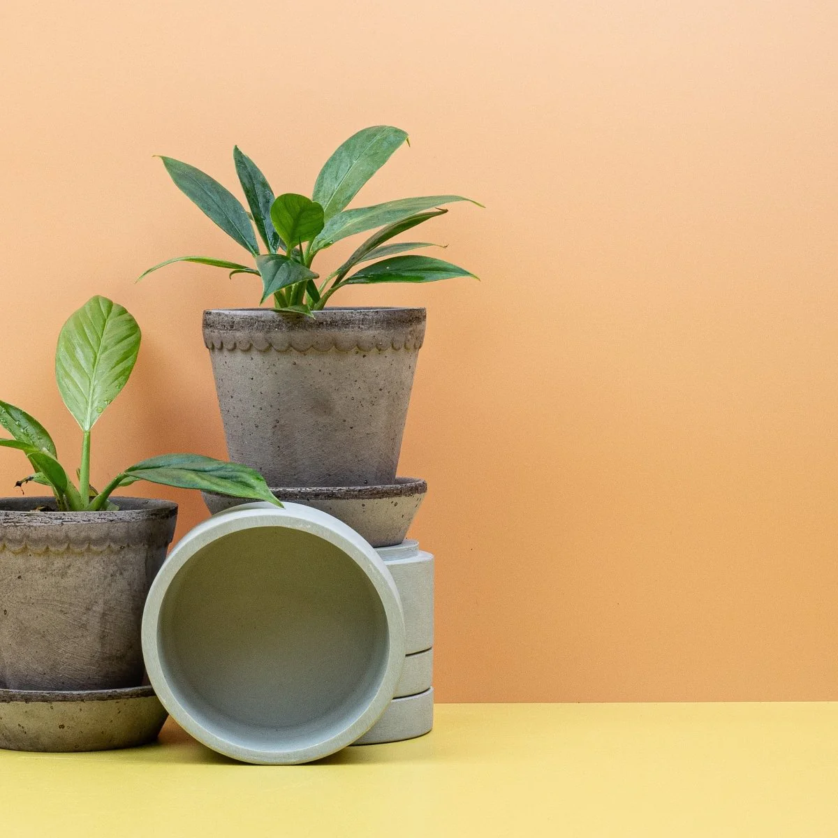 PHILODENDRON CAMPII LYNETTE - Image 10