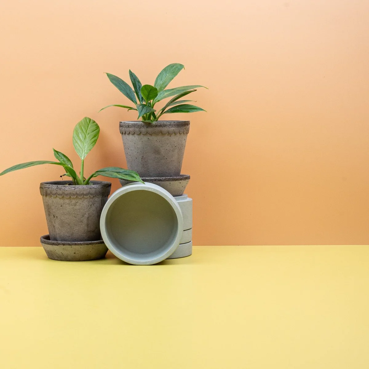 PHILODENDRON CAMPII LYNETTE - Image 7