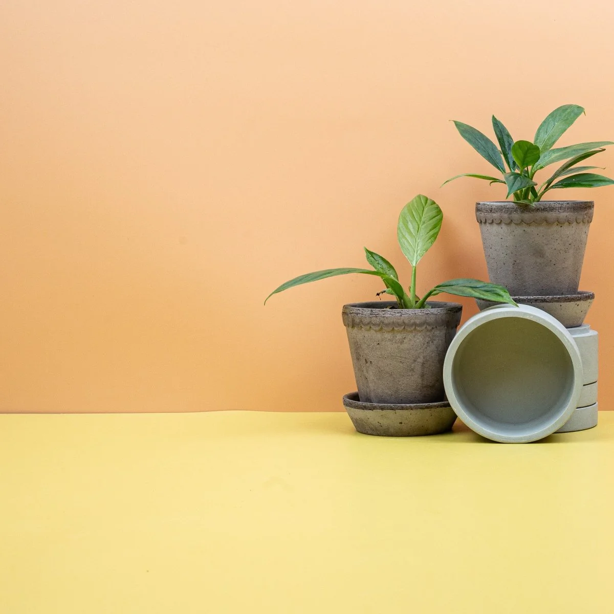 PHILODENDRON CAMPII LYNETTE - Image 8