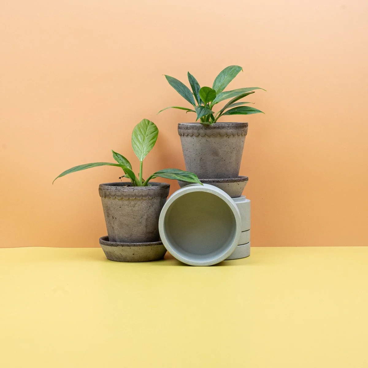 PHILODENDRON CAMPII LYNETTE - Image 9