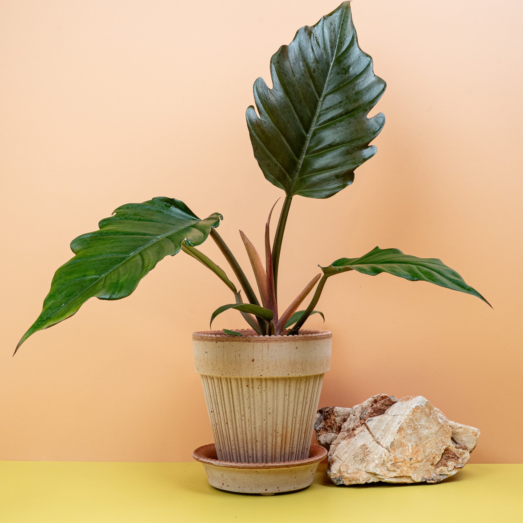 PHILODENDRON CARAMEL - Image 4