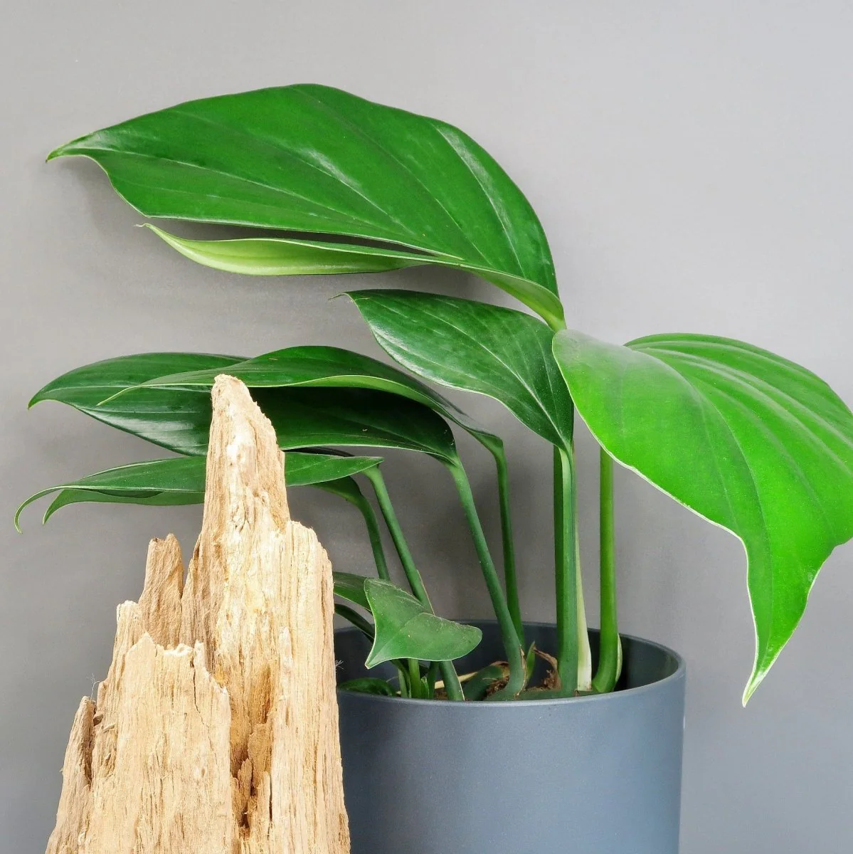 PHILODENDRON DRAGON TAIL - Image 4