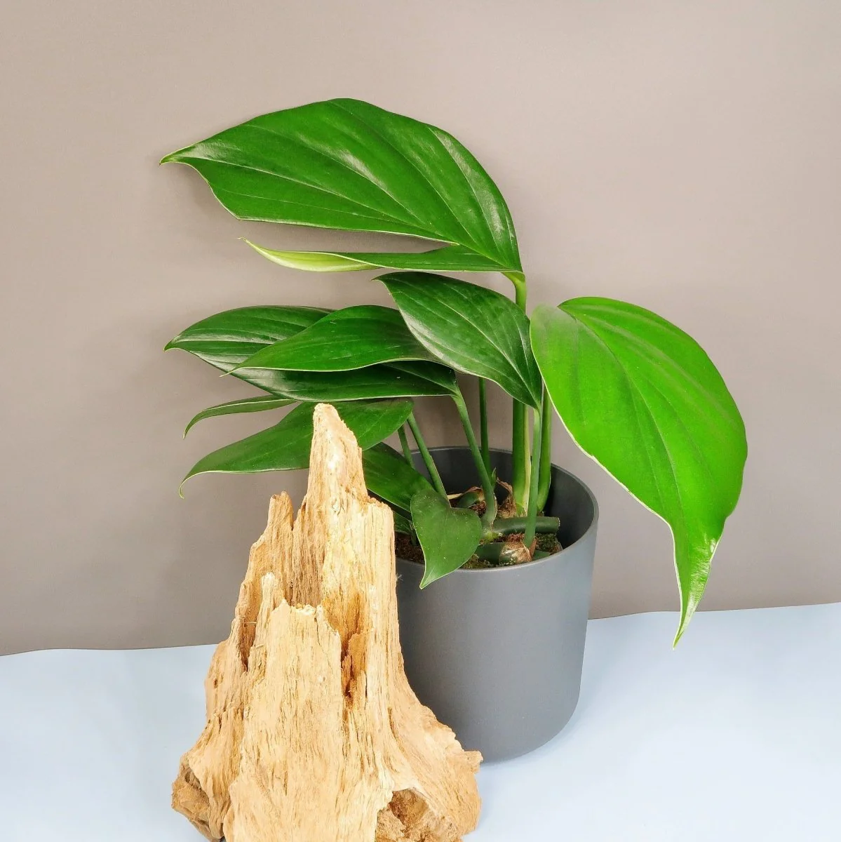 PHILODENDRON DRAGON TAIL - Image 5