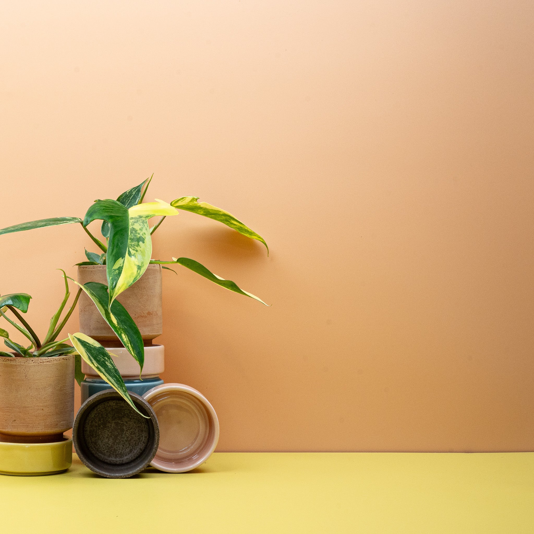 PHILODENDRON FLORIDA BEAUTY - Image 3