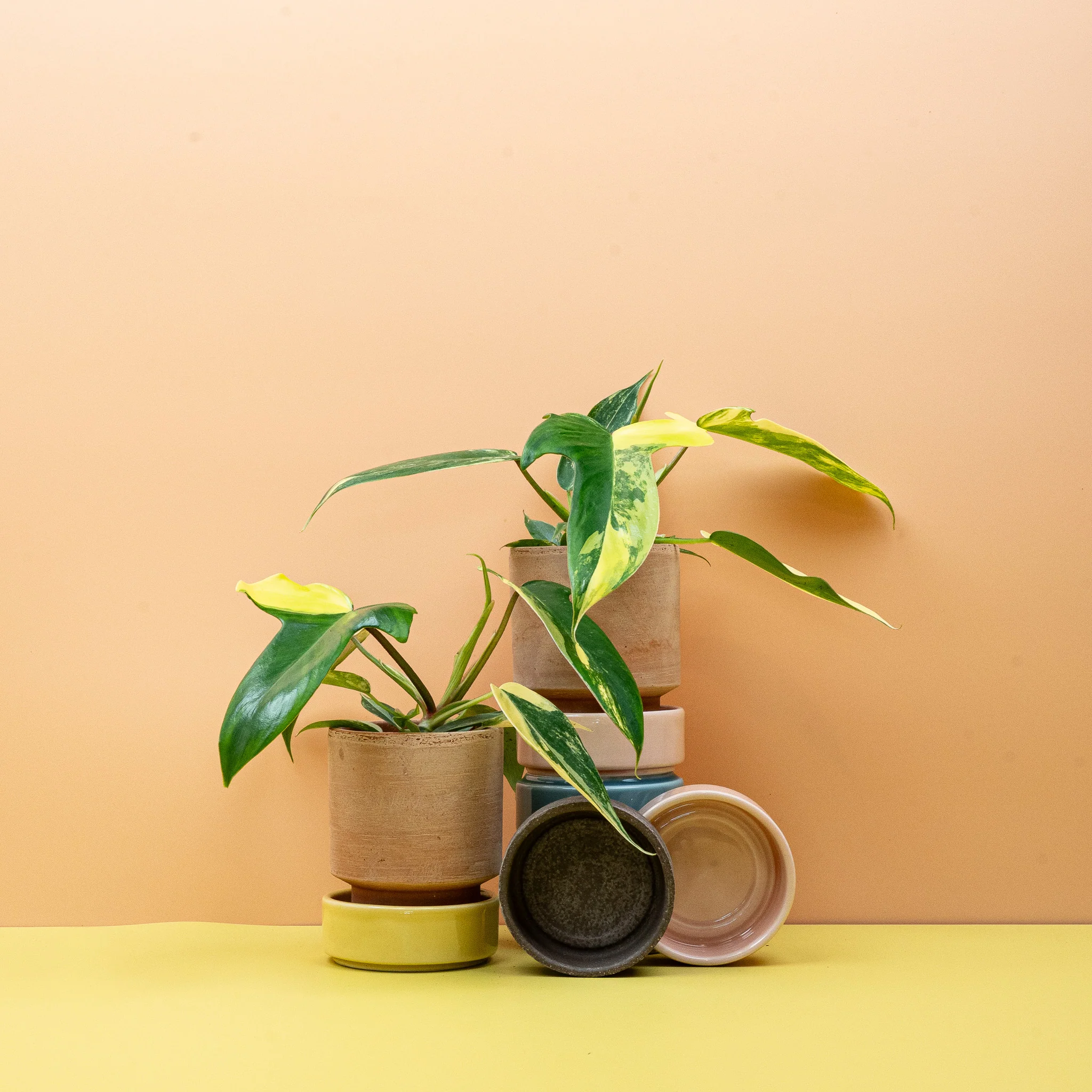 PHILODENDRON FLORIDA BEAUTY - Image 4