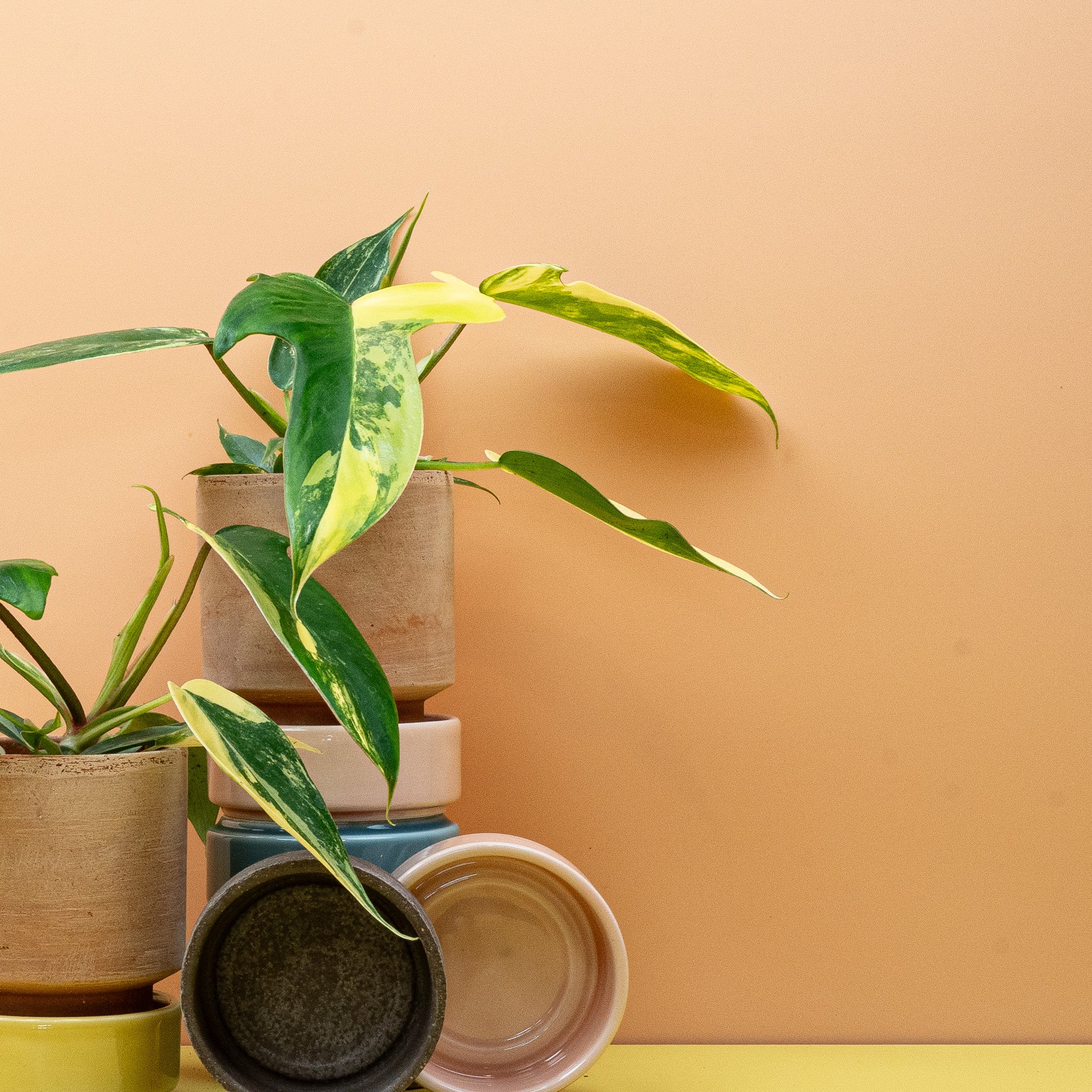 PHILODENDRON FLORIDA BEAUTY - Image 5