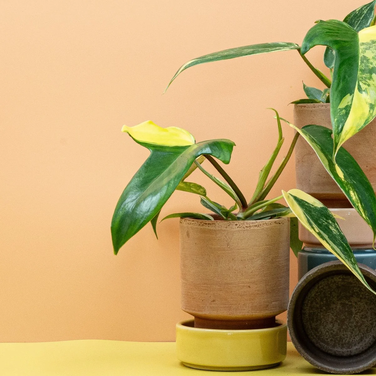 PHILODENDRON FLORIDA BEAUTY - Image 6