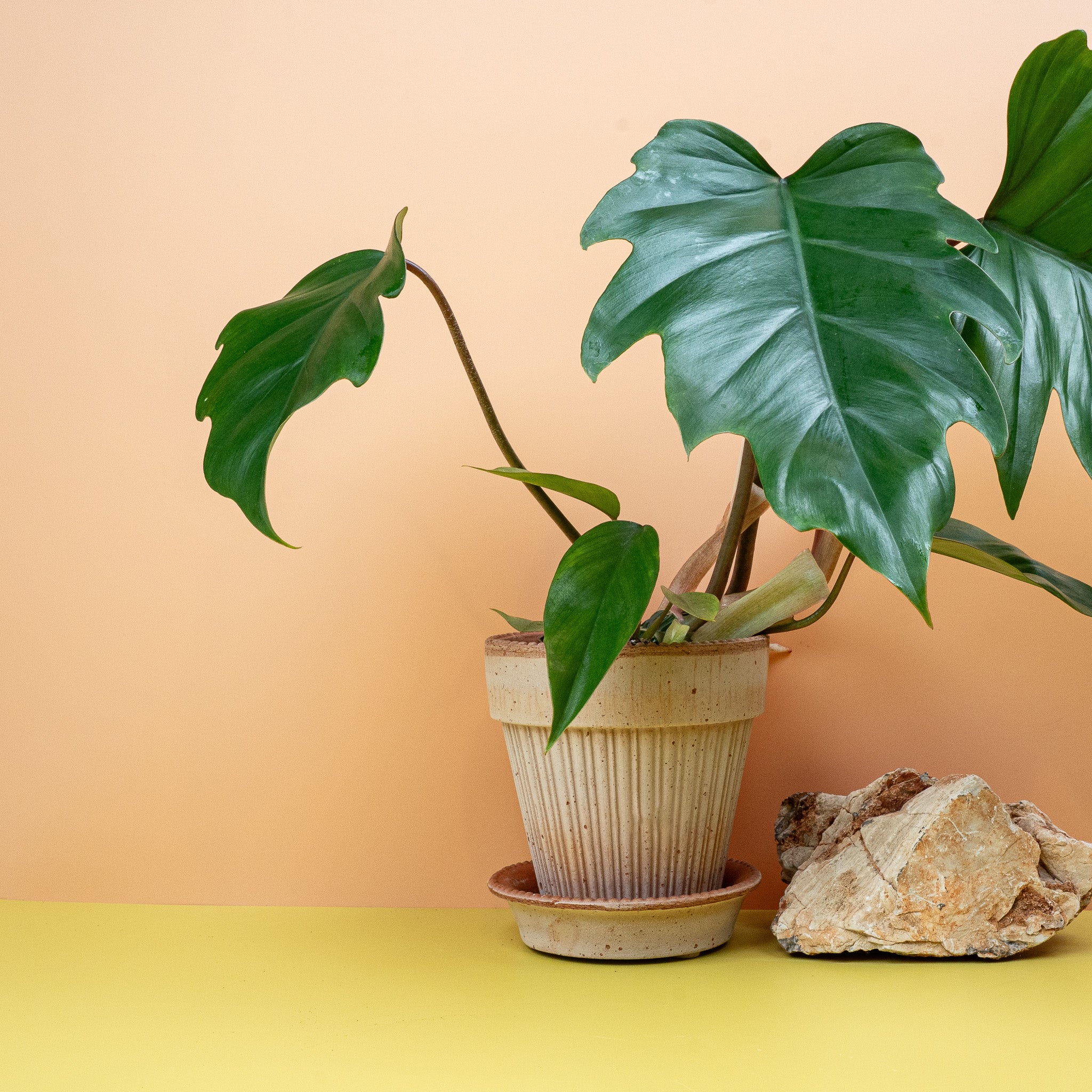 PHILODENDRON MAYOI - Image 3