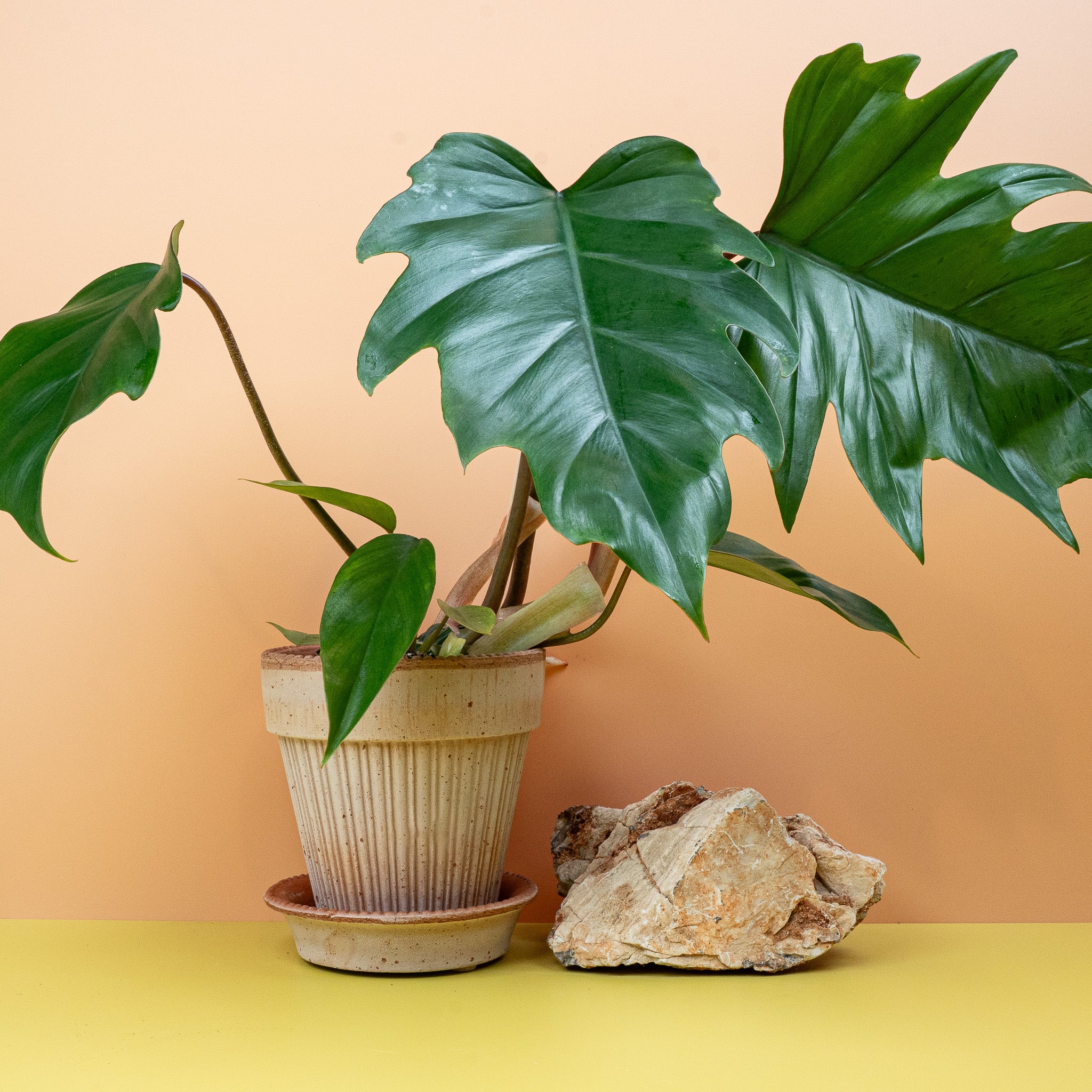 PHILODENDRON MAYOI - Image 4