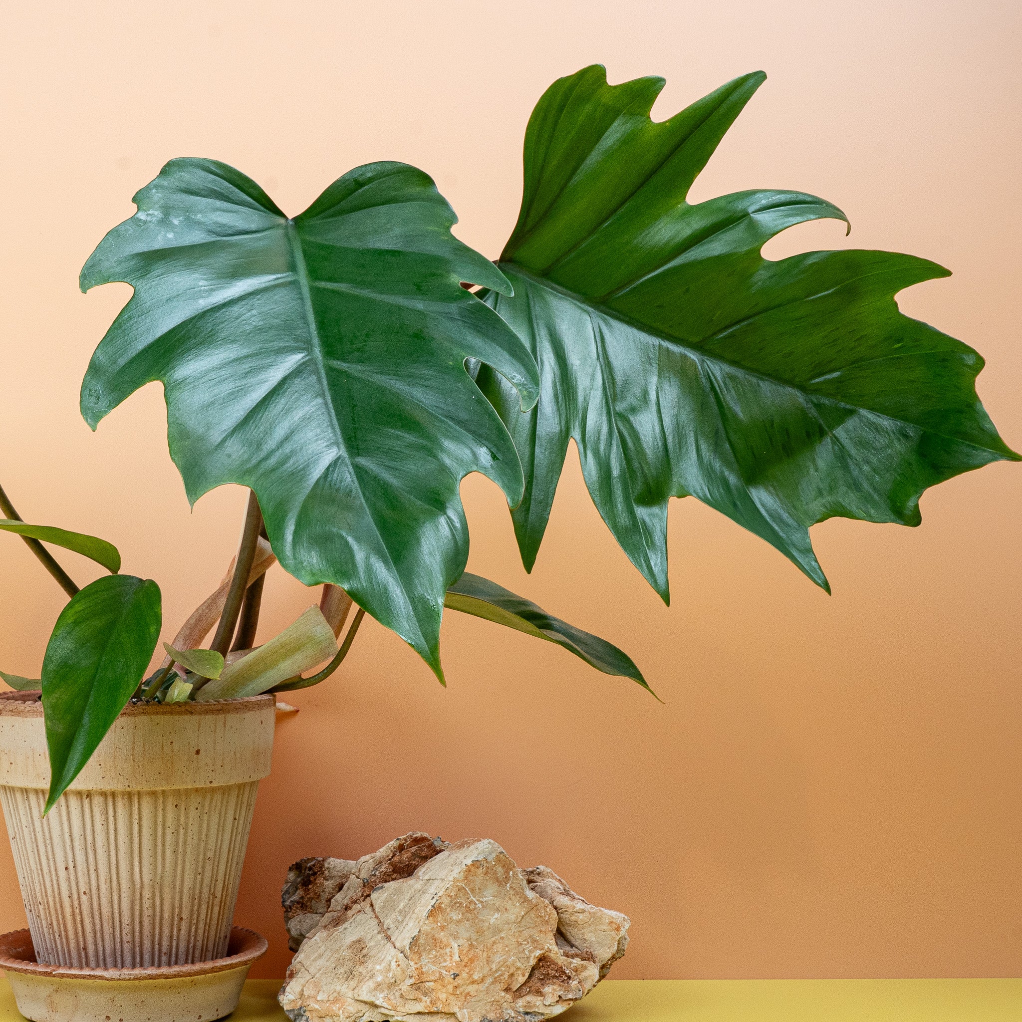 PHILODENDRON MAYOI - Image 5