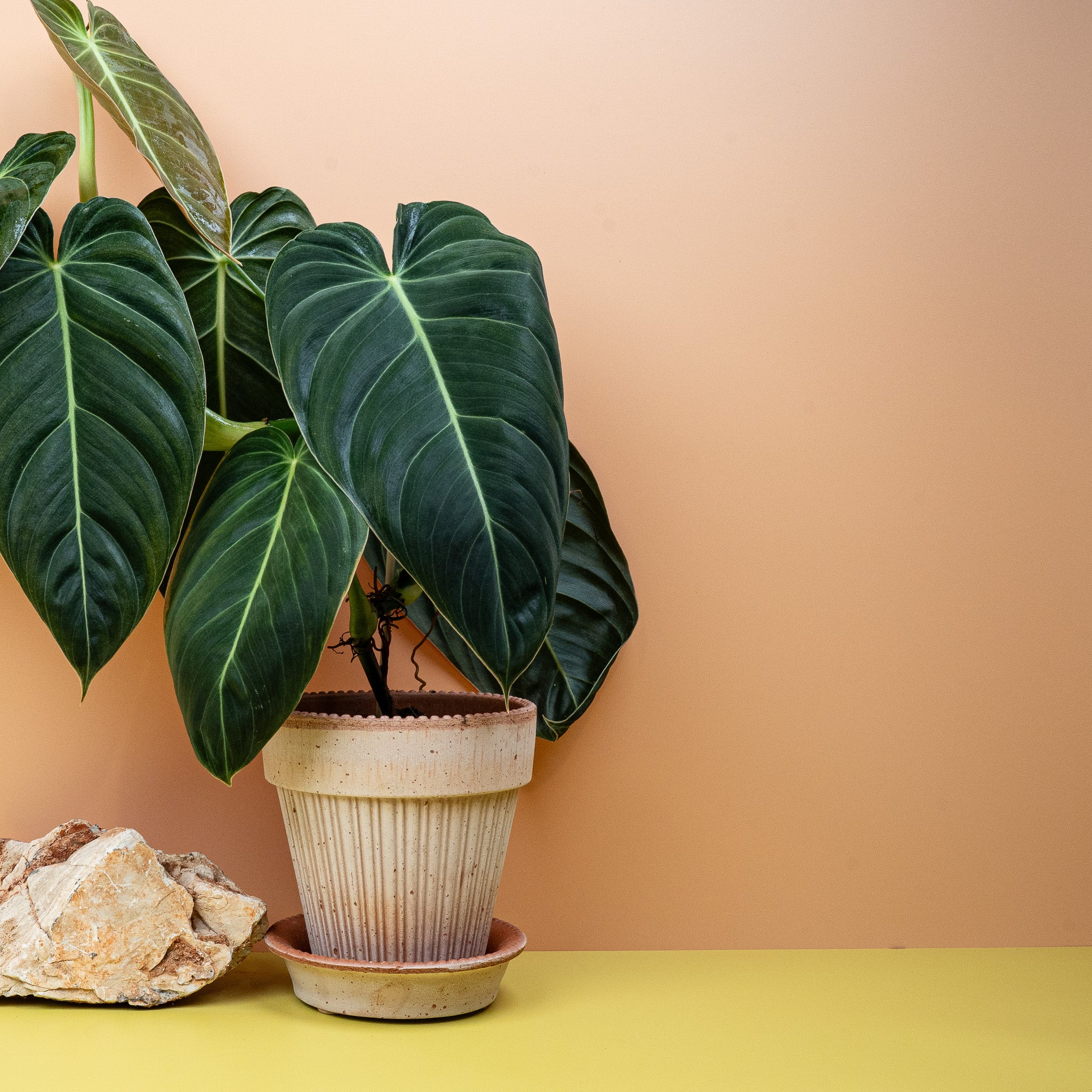 PHILODENDRON MELANOCHRYSUM - Image 3