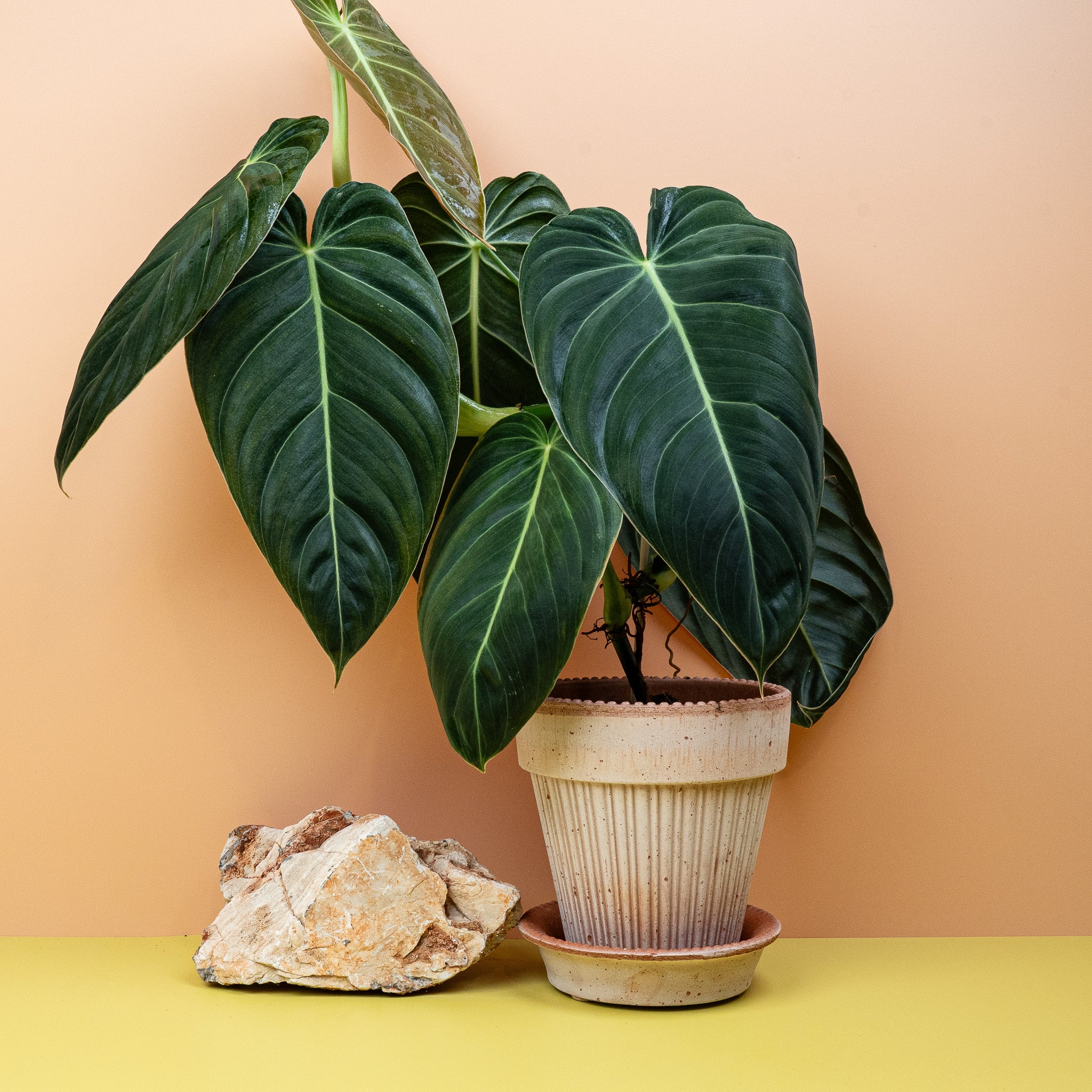 PHILODENDRON MELANOCHRYSUM - Image 4