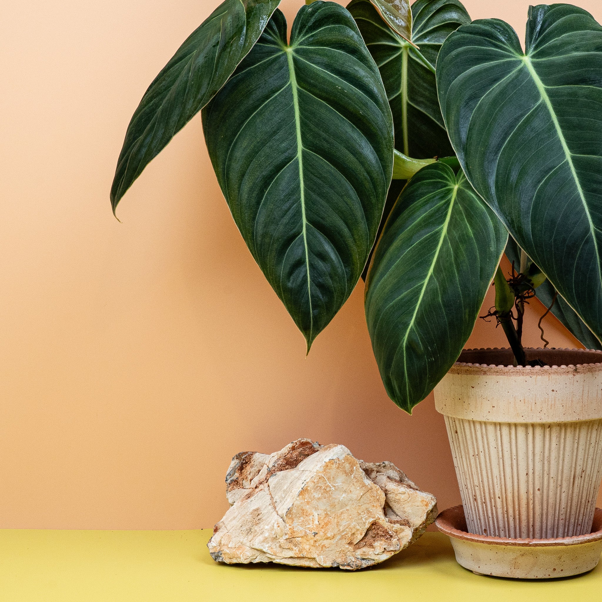 PHILODENDRON MELANOCHRYSUM - Image 5