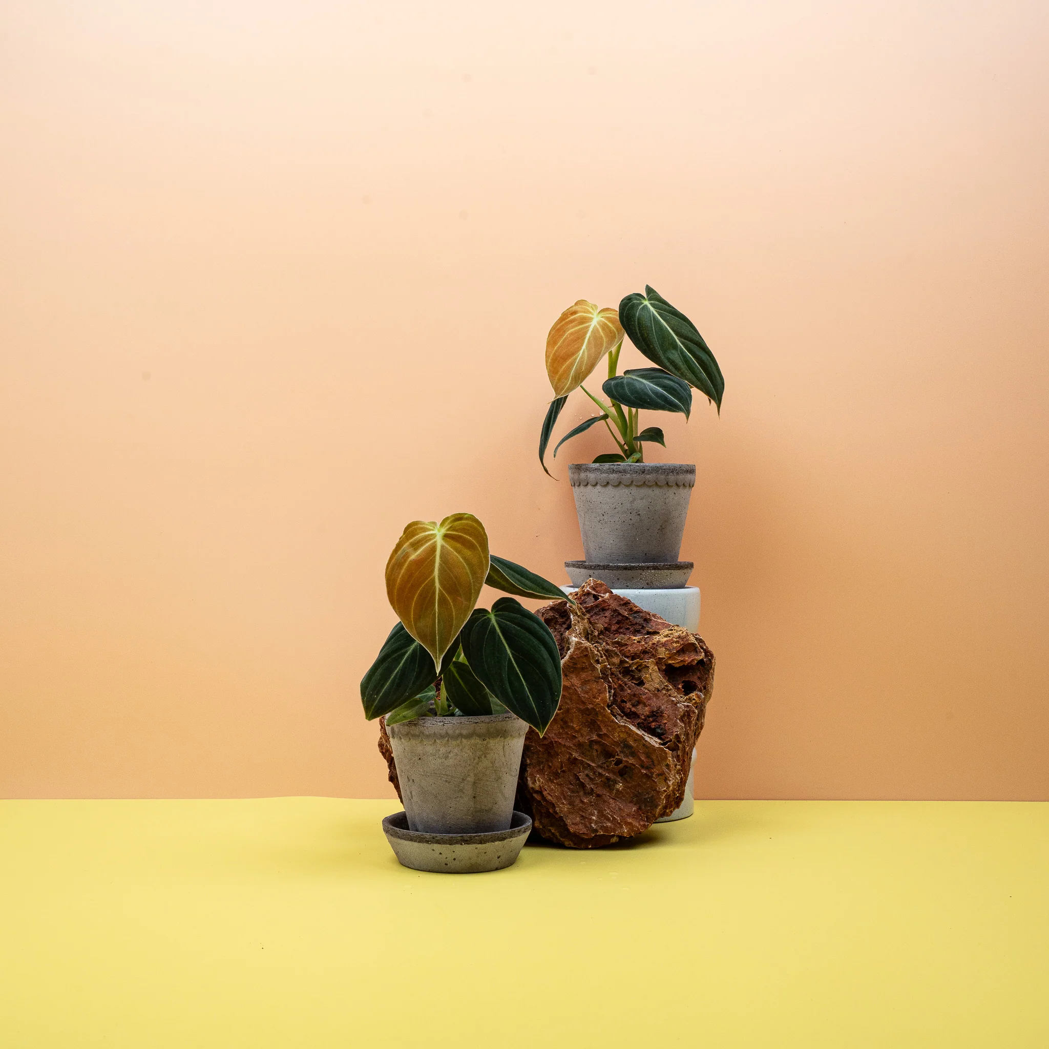 PHILODENDRON MELANOCHRYSUM - Image 6