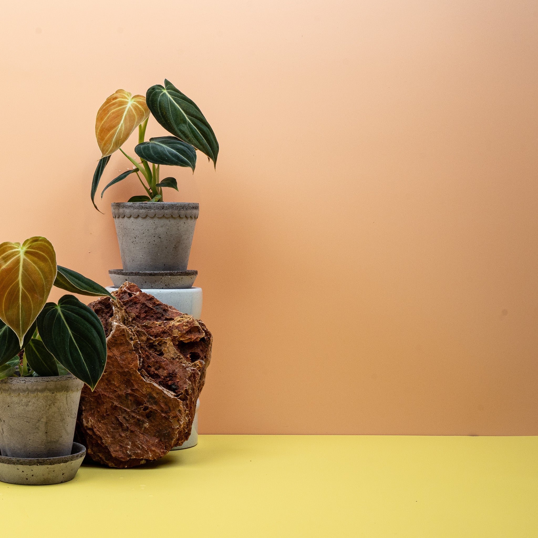 PHILODENDRON MELANOCHRYSUM - Image 7