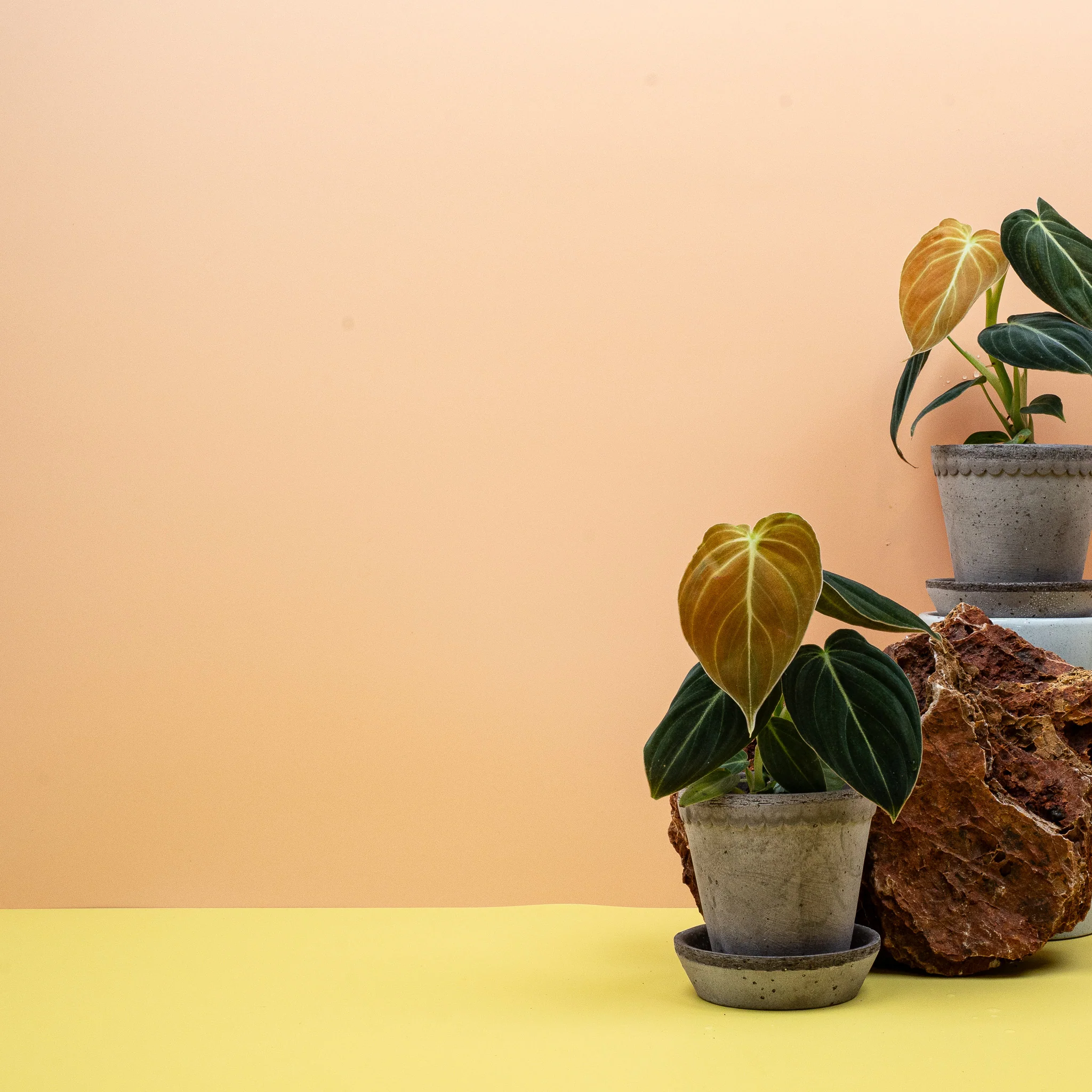 PHILODENDRON MELANOCHRYSUM - Image 8