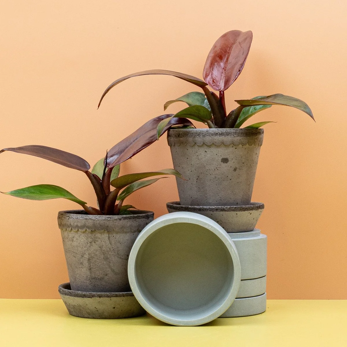 PHILODENDRON RED SUN - Image 10