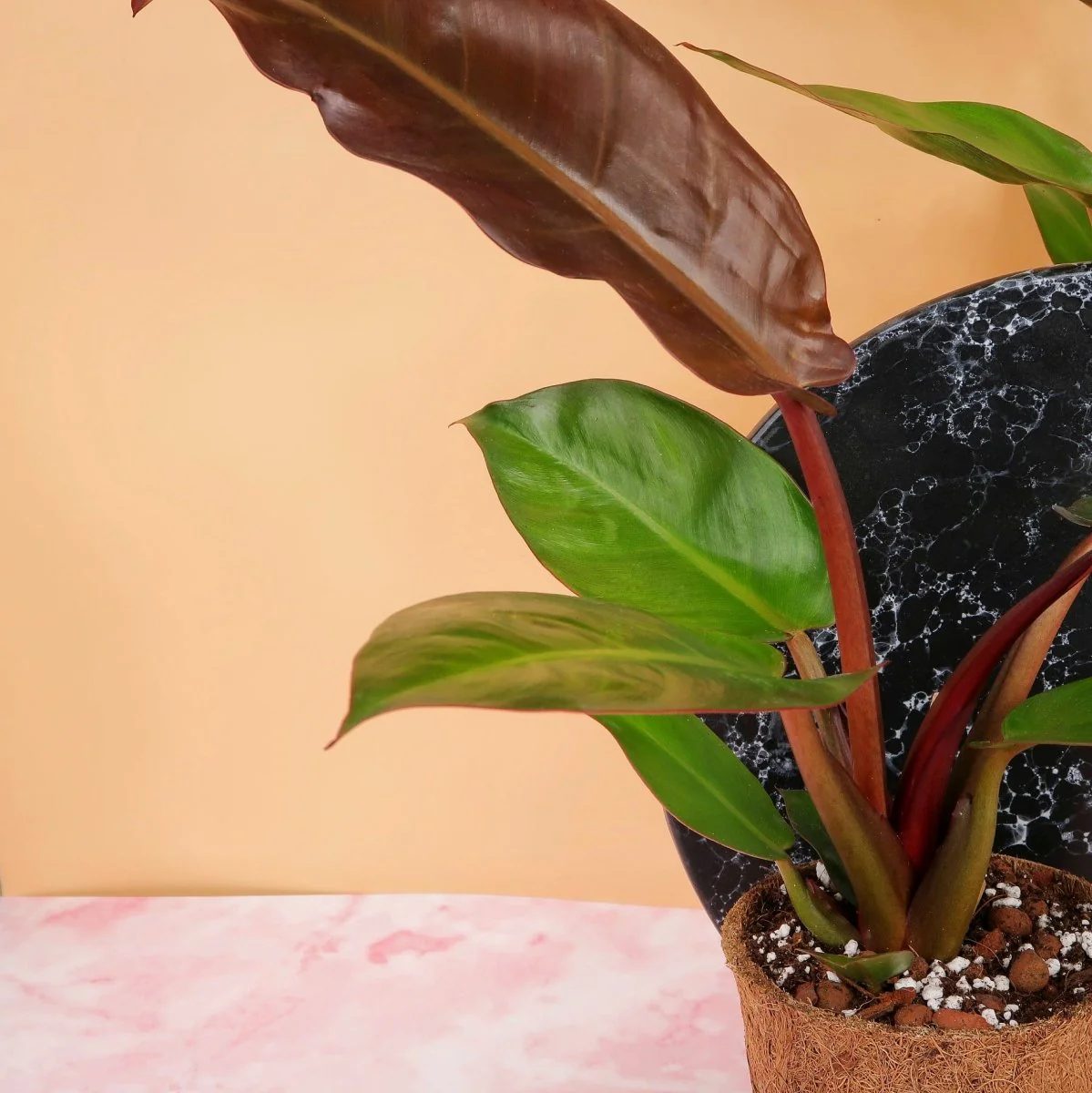 PHILODENDRON RED SUN - Image 3